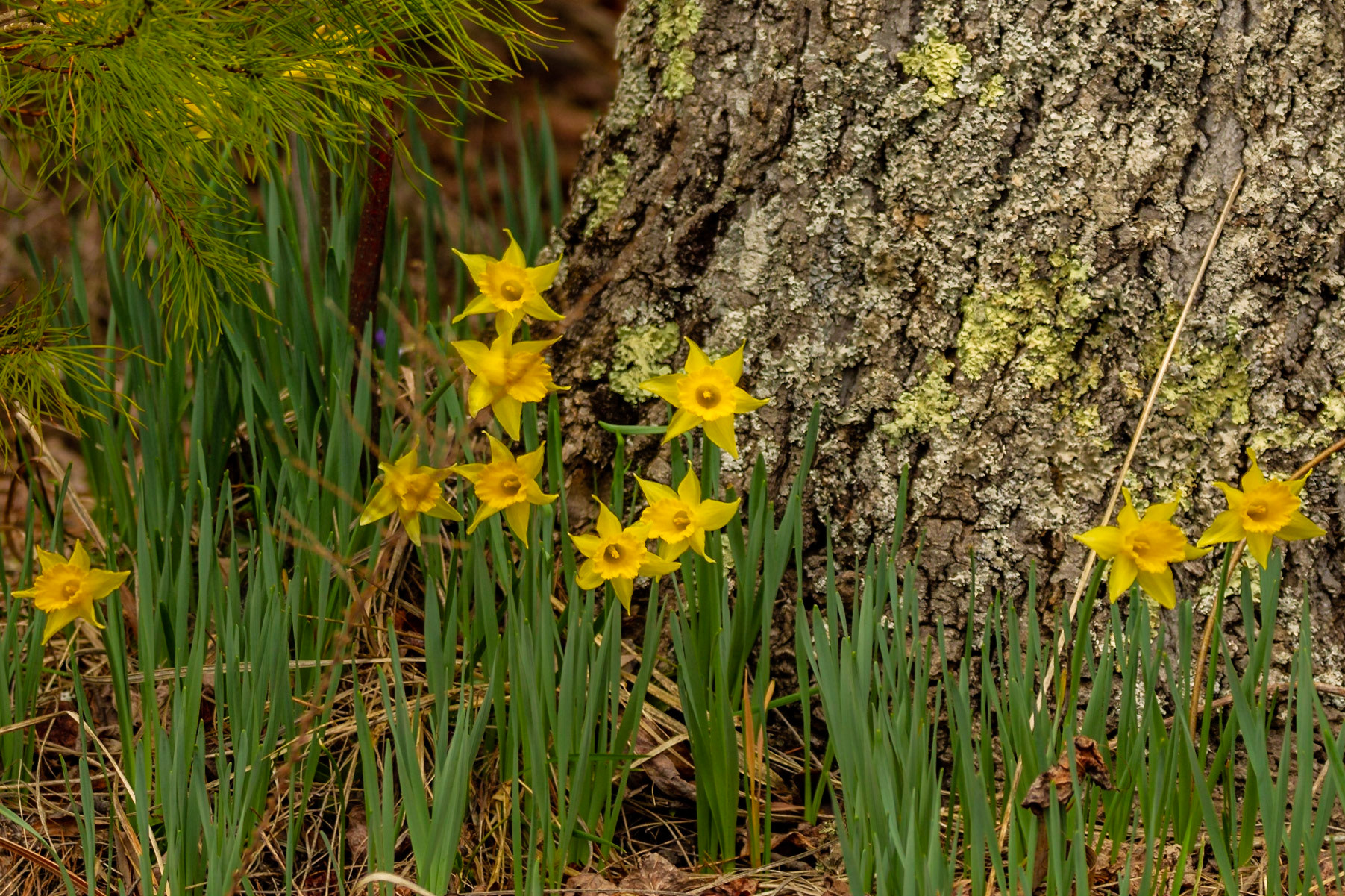 Daffodils on Cades Loop Road