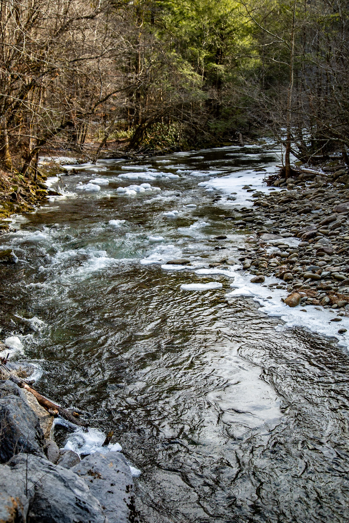 Middle Prong Little River, Tremont Rd, Great Smoky Mountains National Park, January 23, 2025