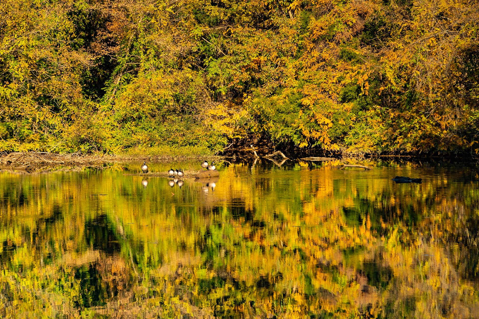 Abstract Fall Color with Geese, Everett Rd at Hickory Creek