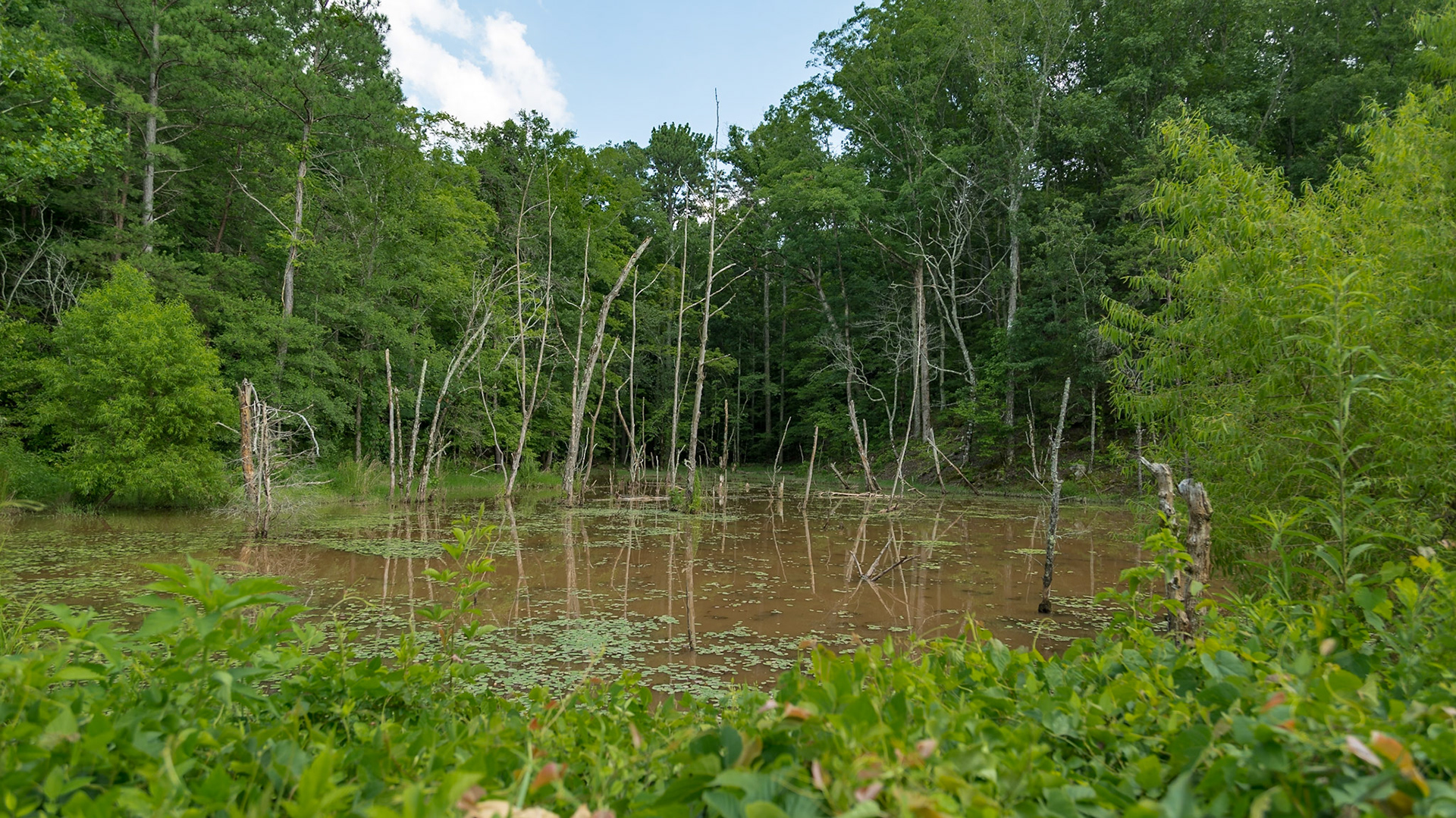 Little Tennessee River