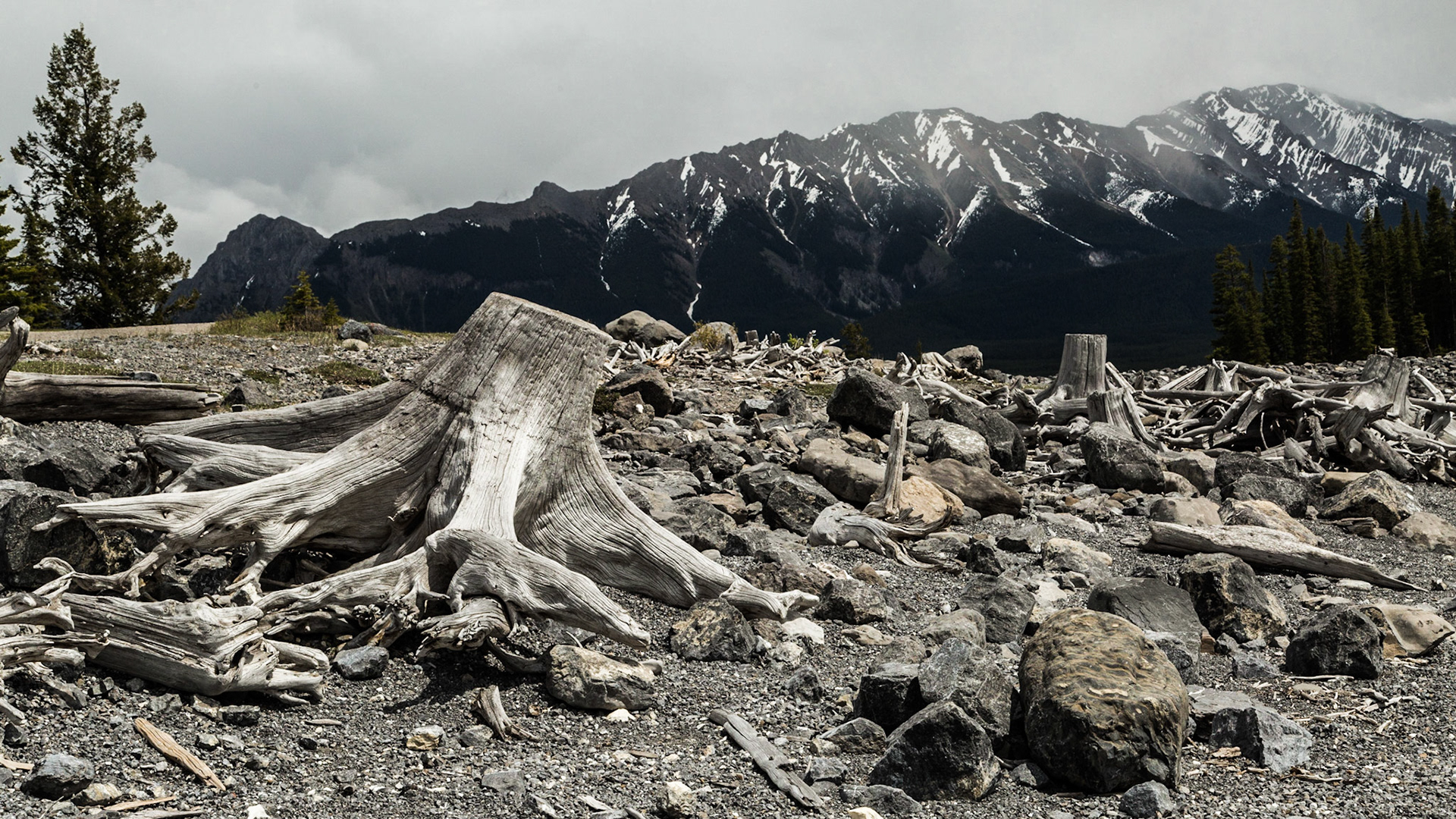 These stumps were interesting. Apparently, the lake water contains minerals that coat their surfaces.  I assume it is the same thing that gives these lakes of glacier runoff their aqua color.