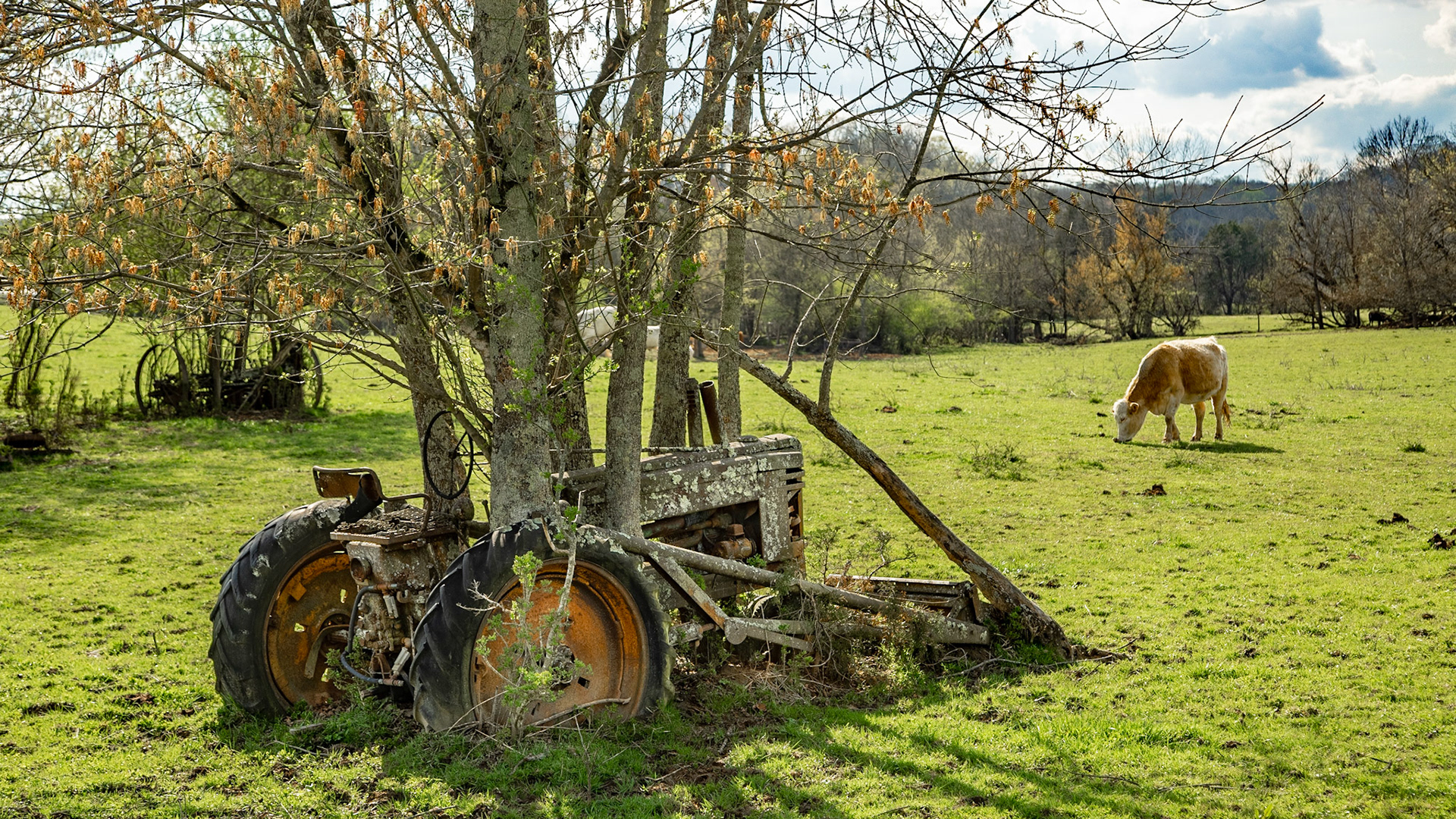 Sometimes you just have to stop for a picture.  Apparently, we missed a turn the GPS recommended and got rerouted from Andersonville to Norris, Tennessee on Lambdin, Road.  As my father said often, “if we hadn’t missed that turn, we wouldn’t have seen all this.”  I wonder how long this tractor has been there.  Other equipment is nearby, with similar vegetation.  It looks like somebody parked it all and didn’t look back.  The rest of the farm is beautifully cared for.  Did they leave it here to amuse people like me?  Is there a story that commemorates the owner who stopped farming with a decision when they climbed off the tractor for the last time?  Did farming become too much for somebody and the next generation didn’t want to disturb the equipment?  There are more questions than answers in this image.  I am reminded of a Jimmy Buffett lyric that includes “like a farmer knows the pain of his pickup truck rusting.”