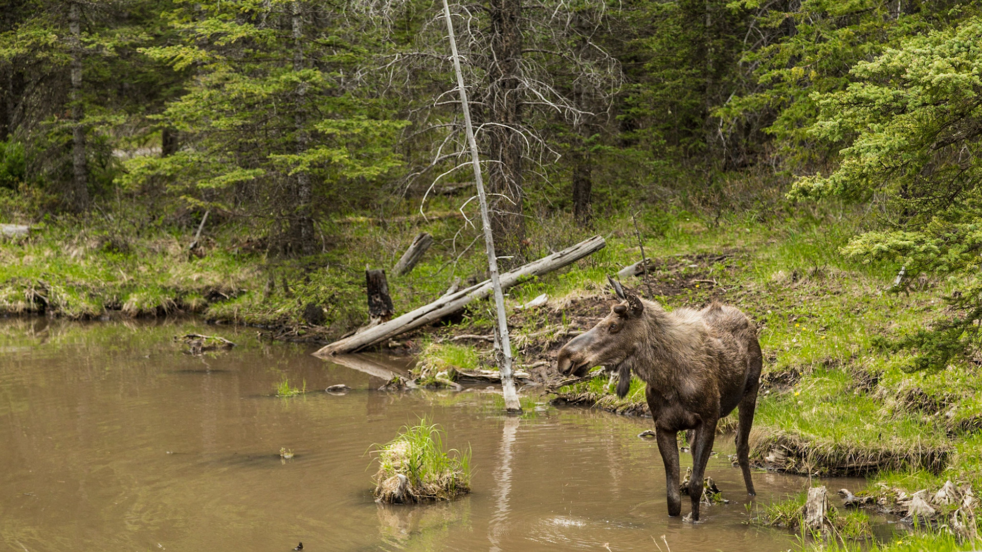 This gal seemed undisturbed by us. A ranger came by. He suggested we shouldn’t stay too long. They sometimes bolt into traffic. A few days later, we actually saw one bolt. It didn’t get hit. There was no traffic at that time. This one never moved from the pond while we were there.