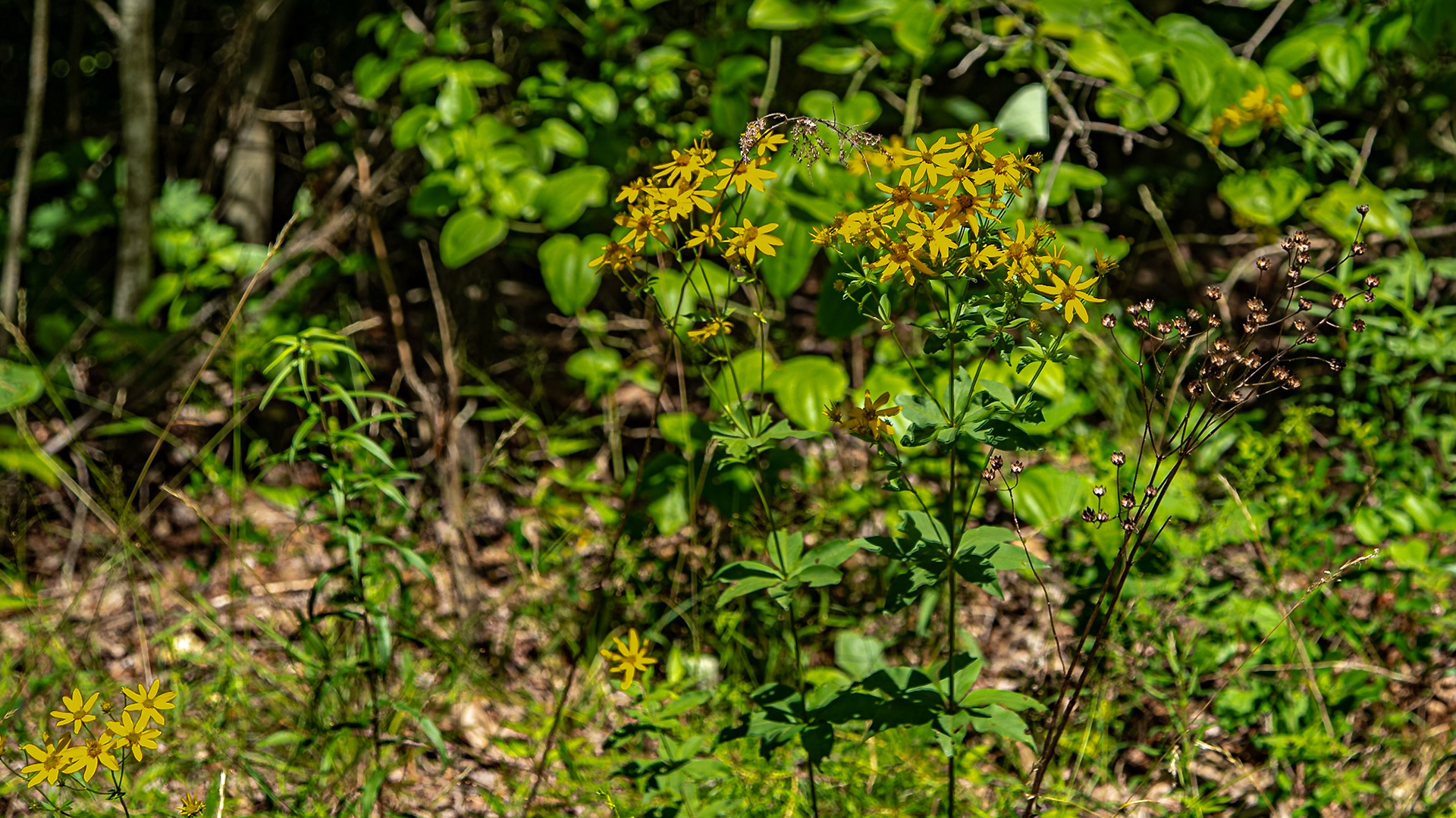 It was a great day in Chuck Swan Wildlife Management Area with Mark Lewis. On the way there, the old A.T. Cole Store was open.  We met a gentleman there who knew the Mark Lewis who was my father and Mark's grandfather.  We could mention others we both have known from my high school days.