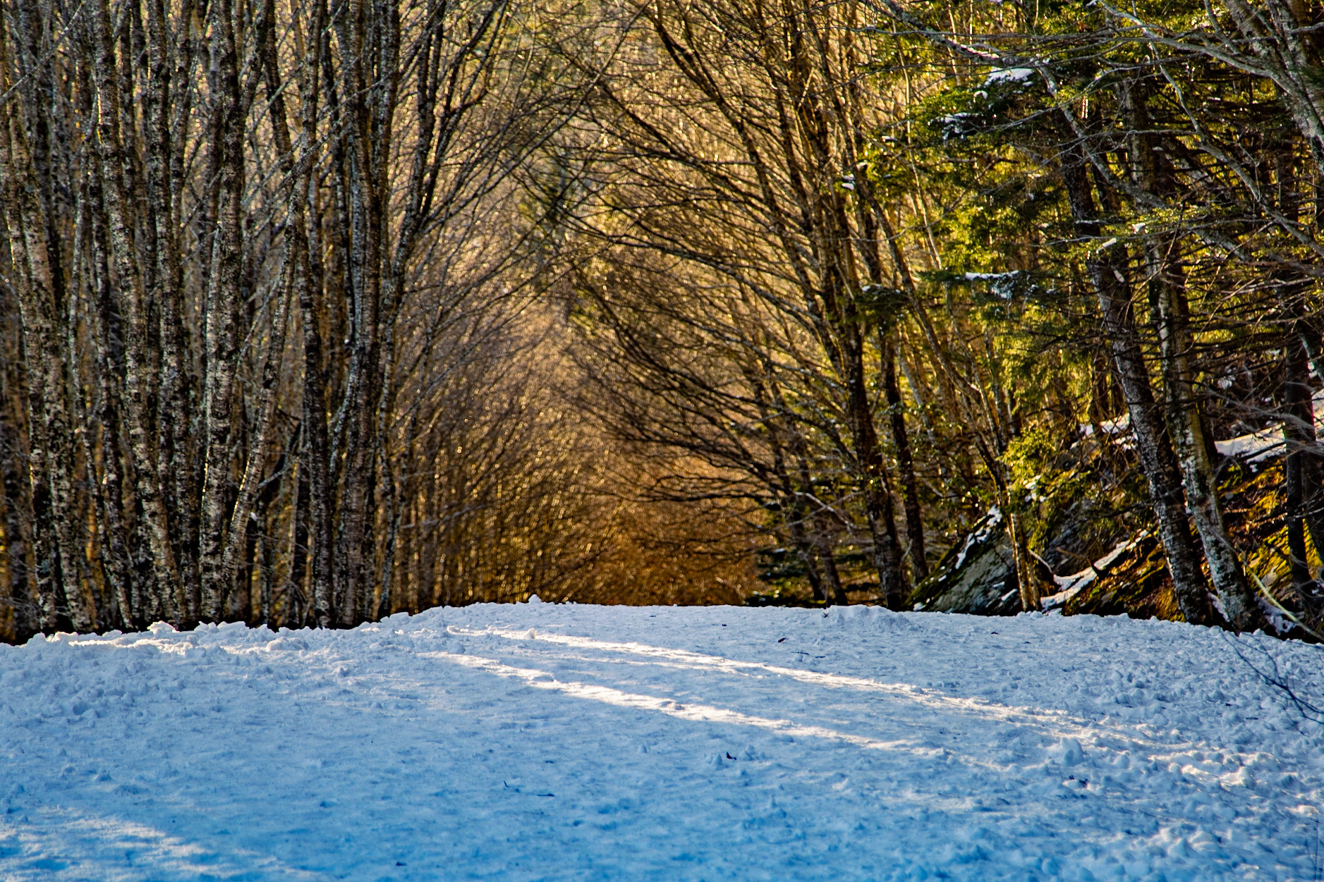 Winter on New Found Gap Trail