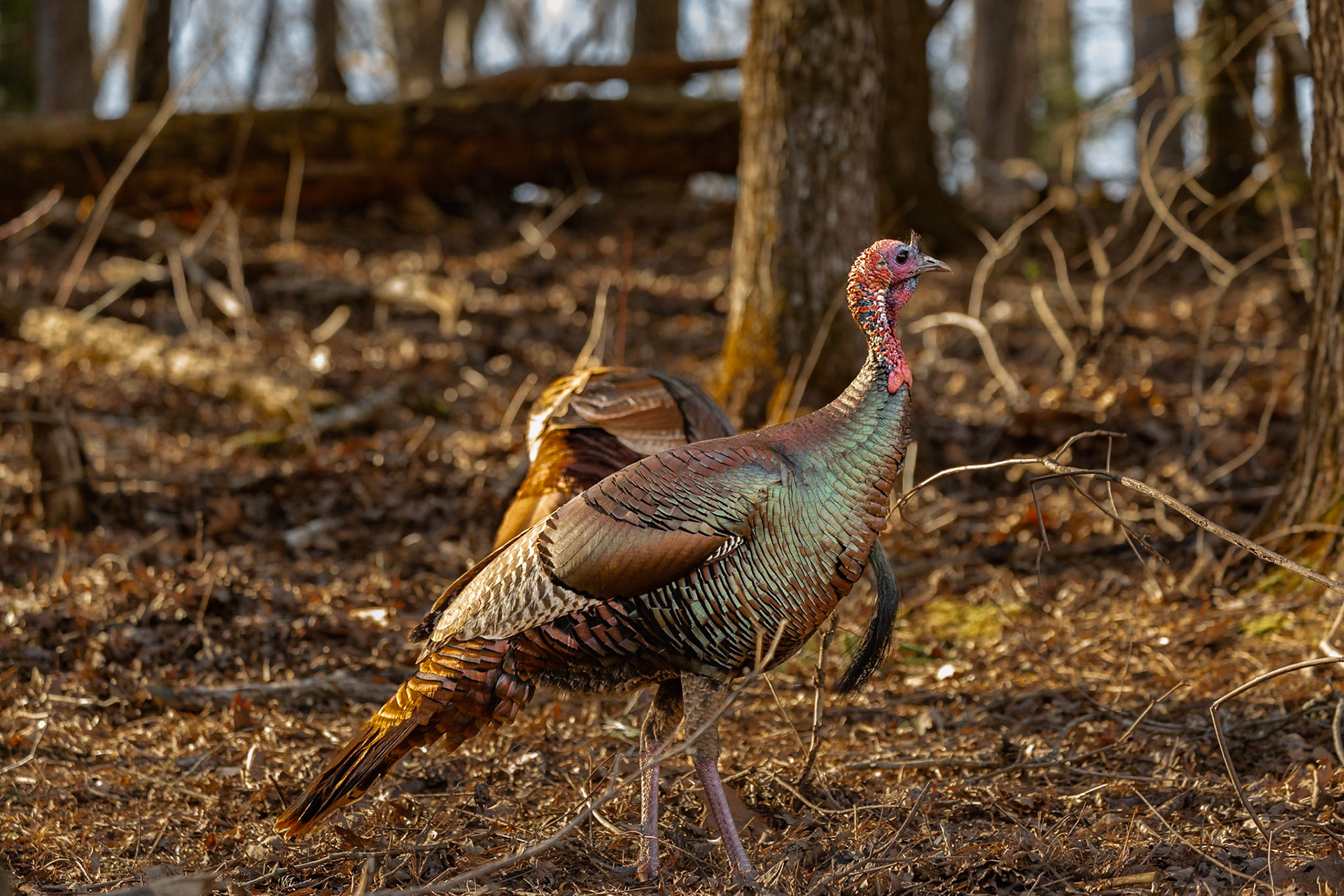 Hyatt Lane Turkey in Cades Cove, February 14, 2023