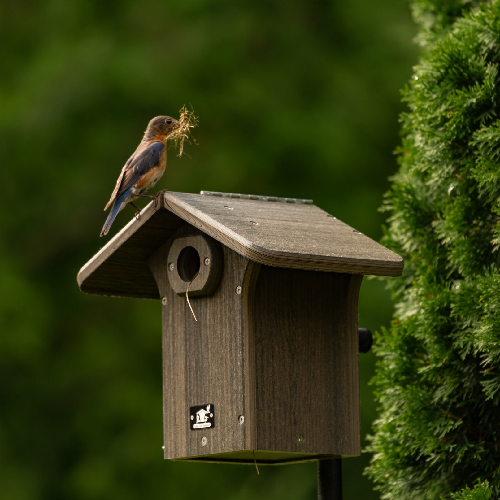 Bluebirds Moving In, June 20, 2023