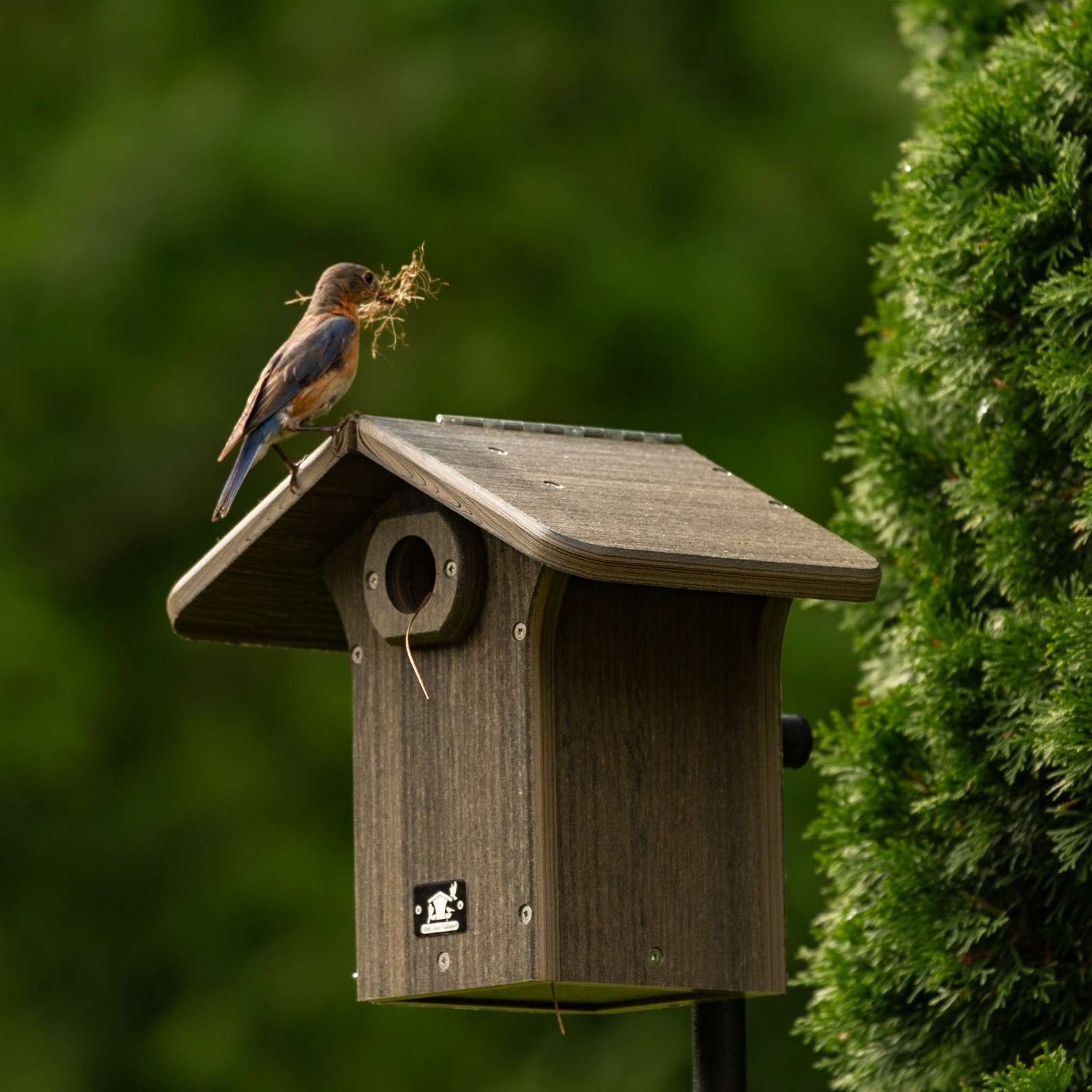 Bluebirds Moving In, June 20, 2023