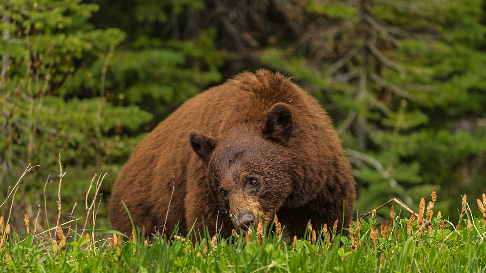 On our way to Cameron Lake, this guy was by the road, pretty much unconcerned about the people who had stopped to see him, while he munched on vegetation. Like a rooky, I started snapping away from the car window with a 70-300mm lens set at 155mm. The histogram was perfect and the color looked great on the LCD. I didn’t notice that I was getting shutter speeds around 1/45th of a second, when I needed something more like 1/250th or faster. Of 20 images, this is the only one that didn’t have unacceptable motion blur. The camera could have handled faster shutter speeds if I had been paying attention. I should be thankful for this.