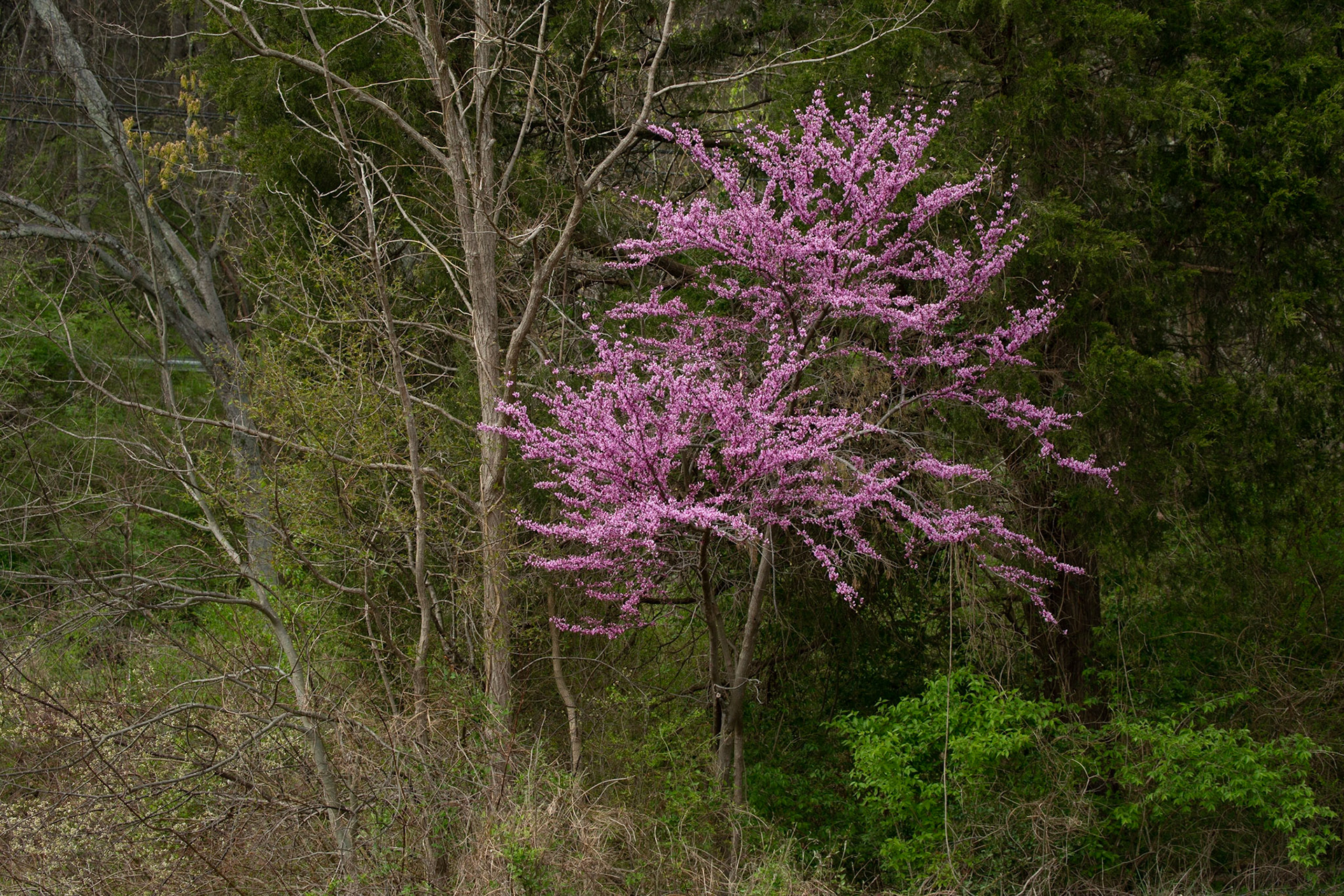 Red Bud in Spring