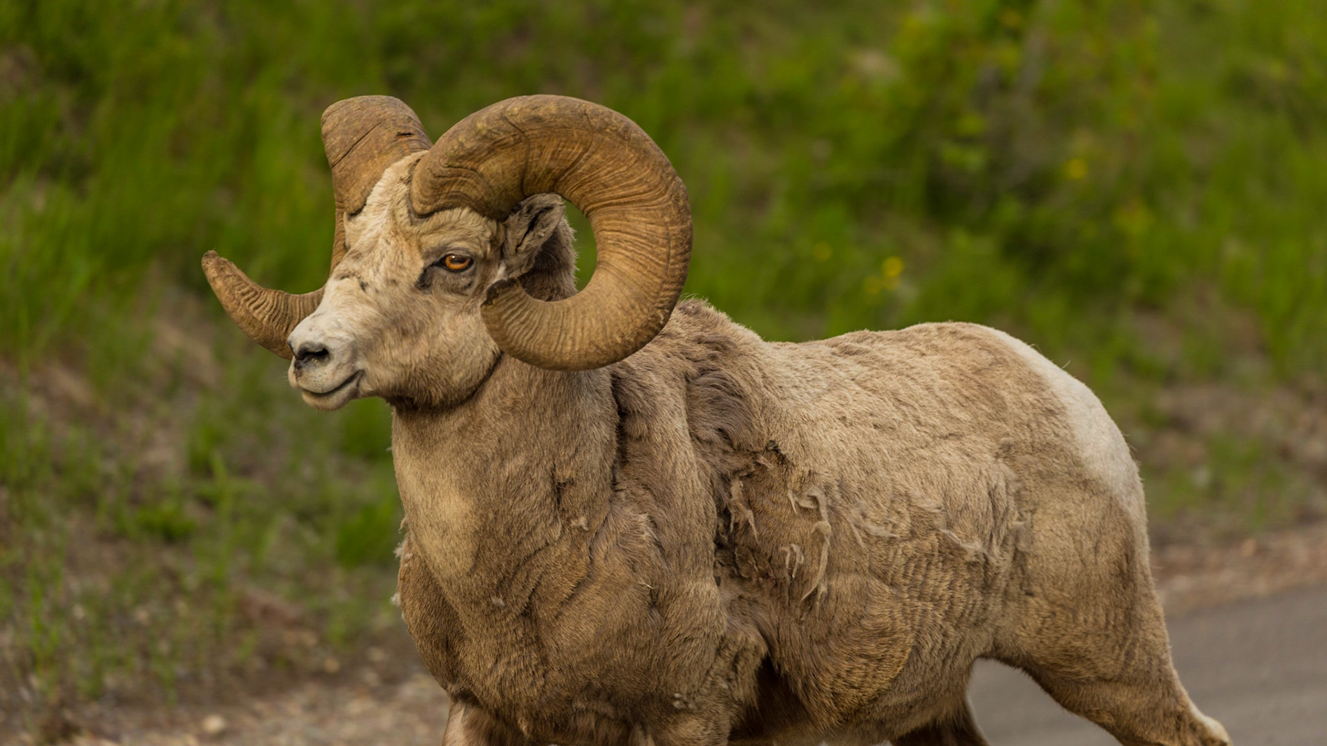 As we came into Waterton, Alberta, we were exited to find a brown bear in the lawn of a home. Mark tried for a few shots from the nearby business’ the parking area.  We looked for another perspective on the road to Cameron Lake and could not see the bear. Low and behold, there were three mountain sheep beside that road. I think this was the closest I have ever been to these beautiful animals. The evening light was just right and they hung around for us. We were in the right place.