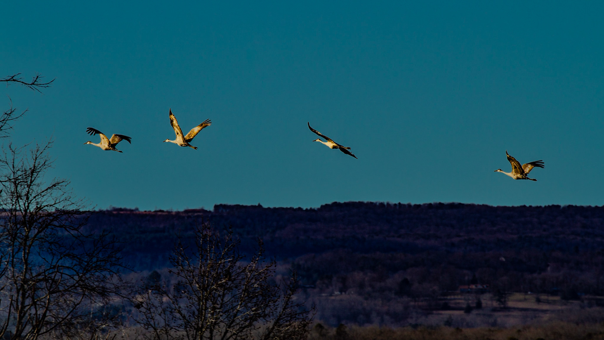 These guys stand 3 to 4 feet tall and have wing spans of 6 feet.