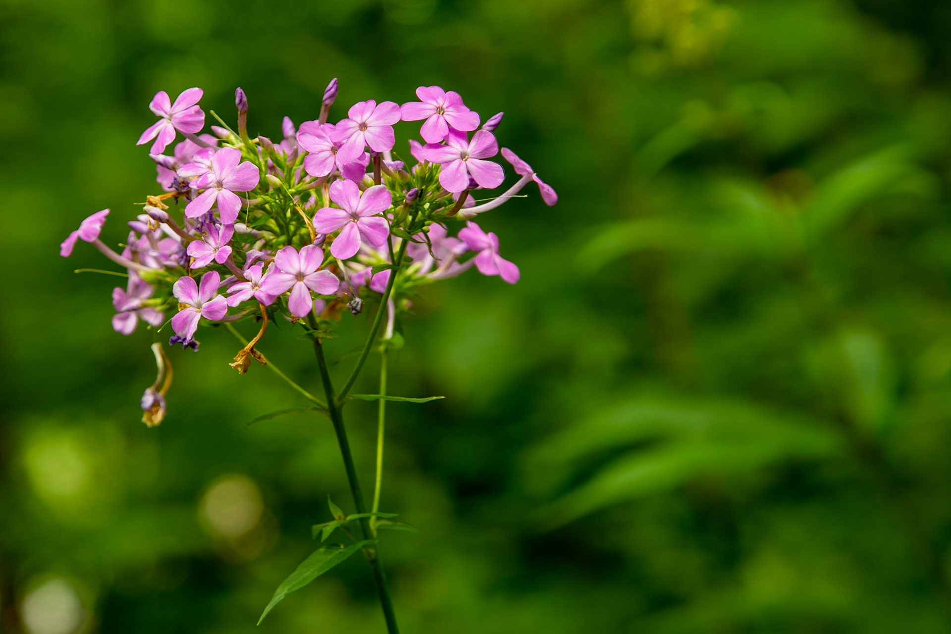 Flowers  at Leatherwood Ford