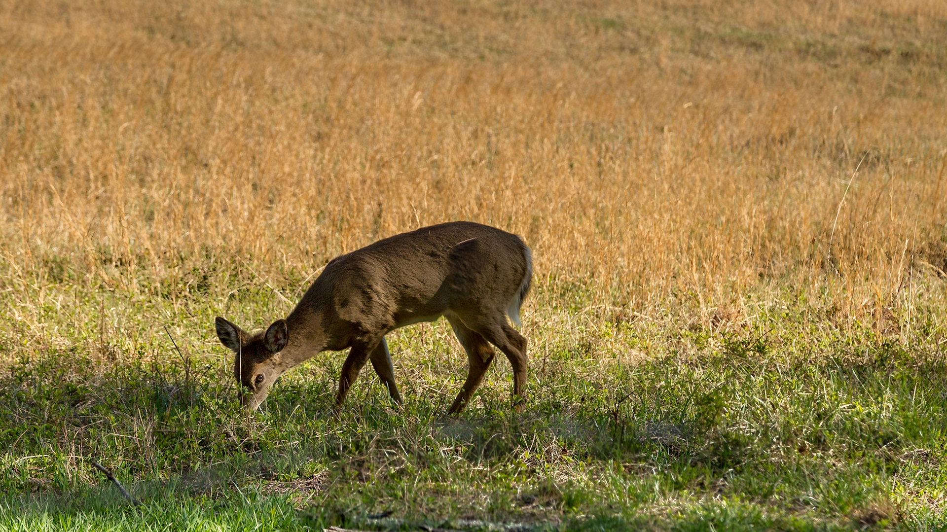 Cades Cove Saturday
