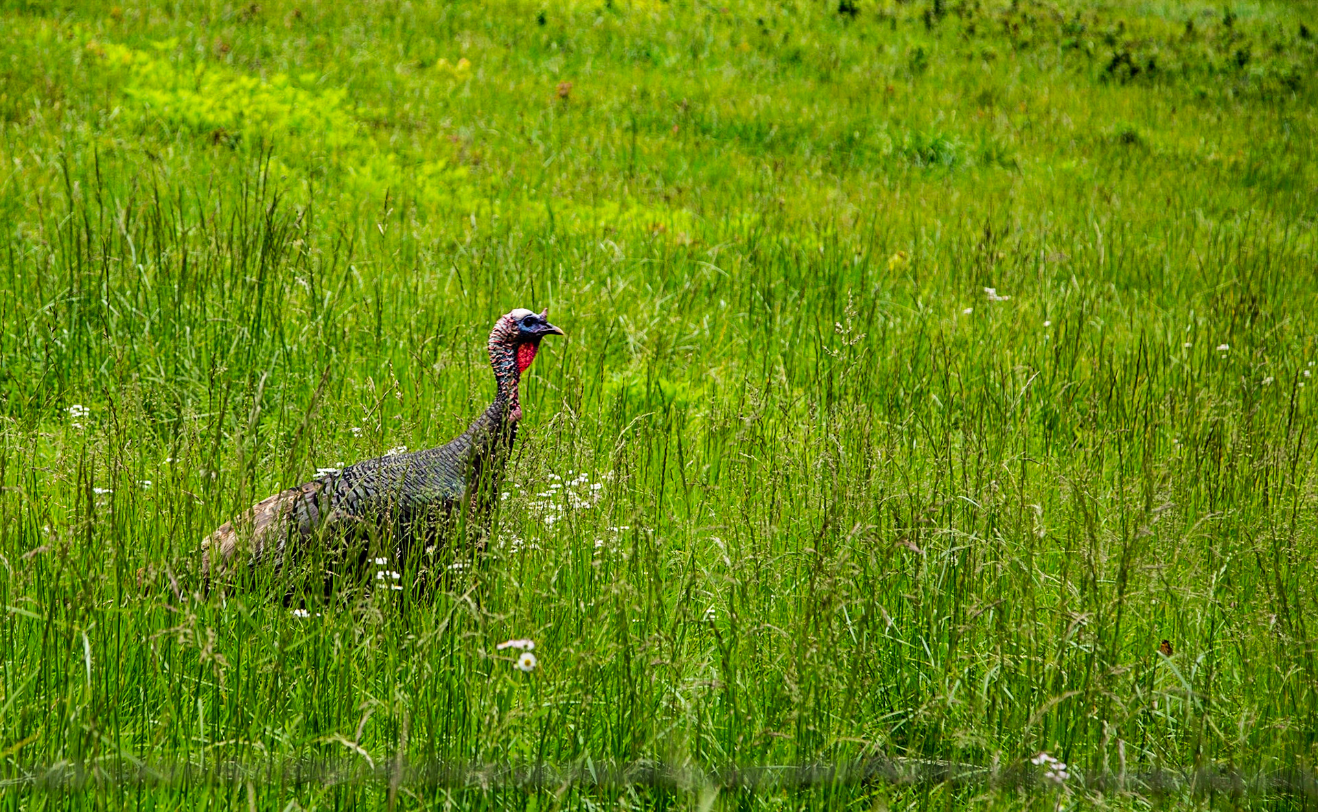 Turkey at Cades Cove