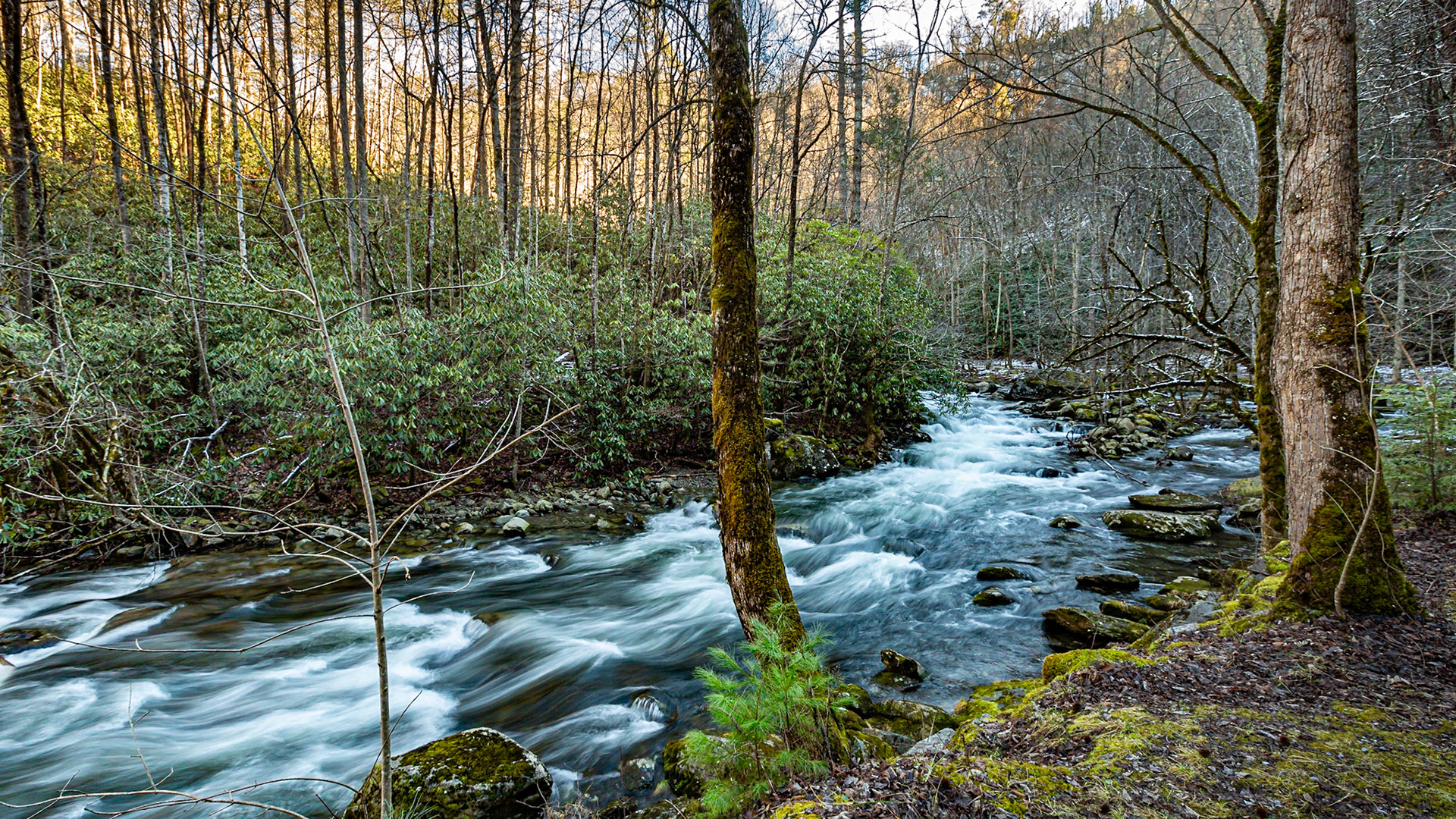 Middle Prong of Little River Near Stillhouse Hollow January 15, 2023