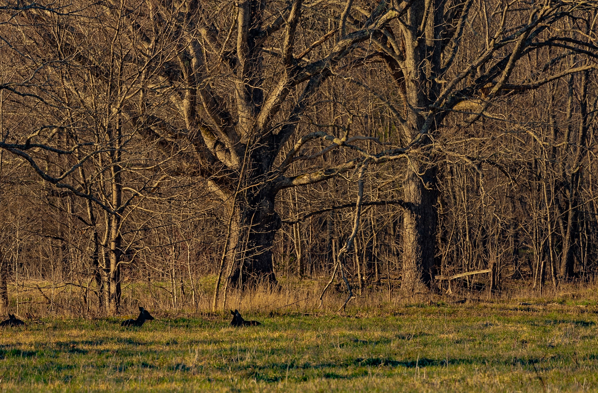 Cades Cove Deer