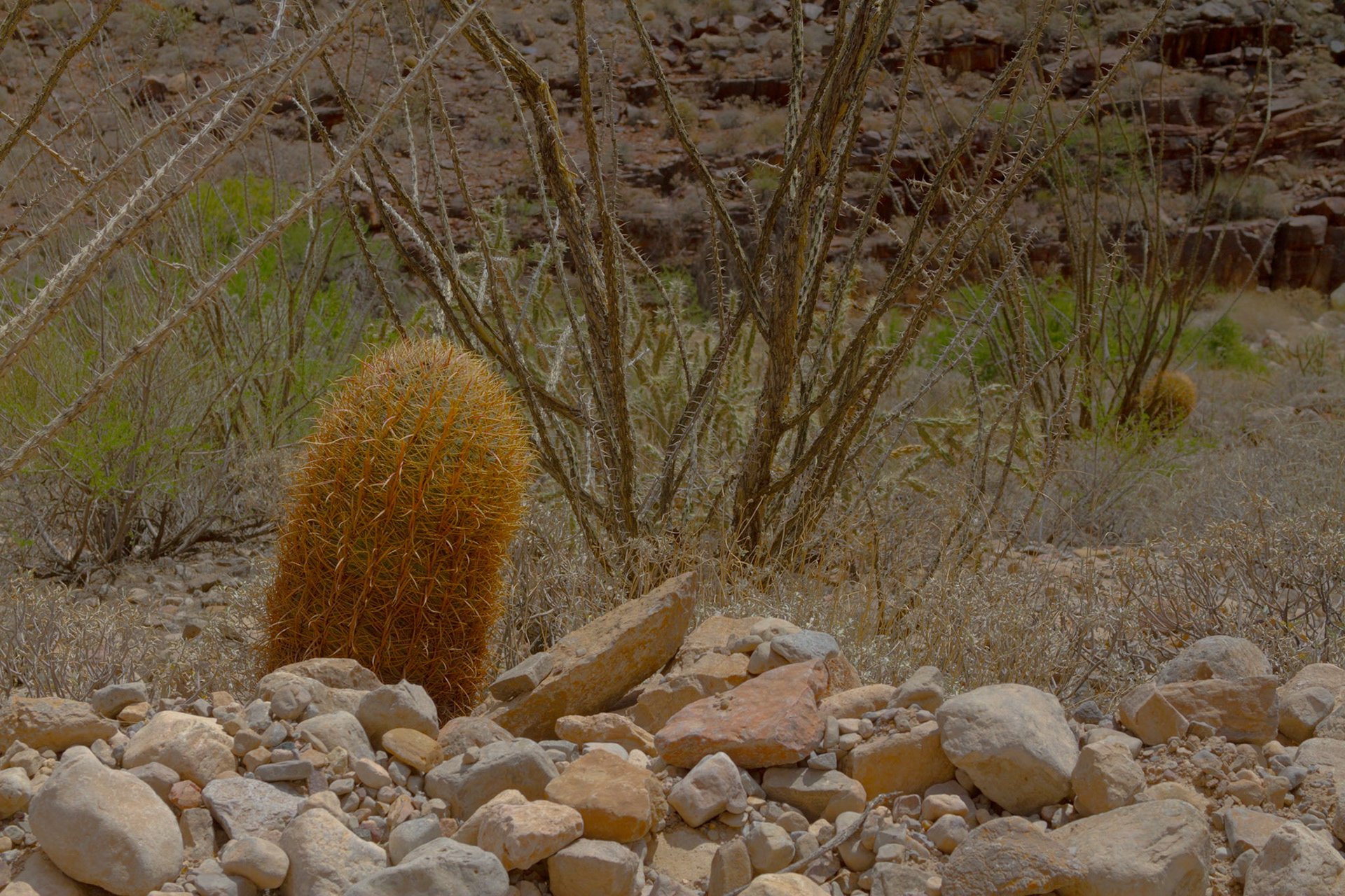 After the NAPFA Spring Conference in Las Vegas, I drove to Kingman for a night, followed by a trip into the Grand Canyon on the Hualapai Indian Reservation.  These images were taken along the Diamond Creek Road and at the Colorado River in the Grand Canyon