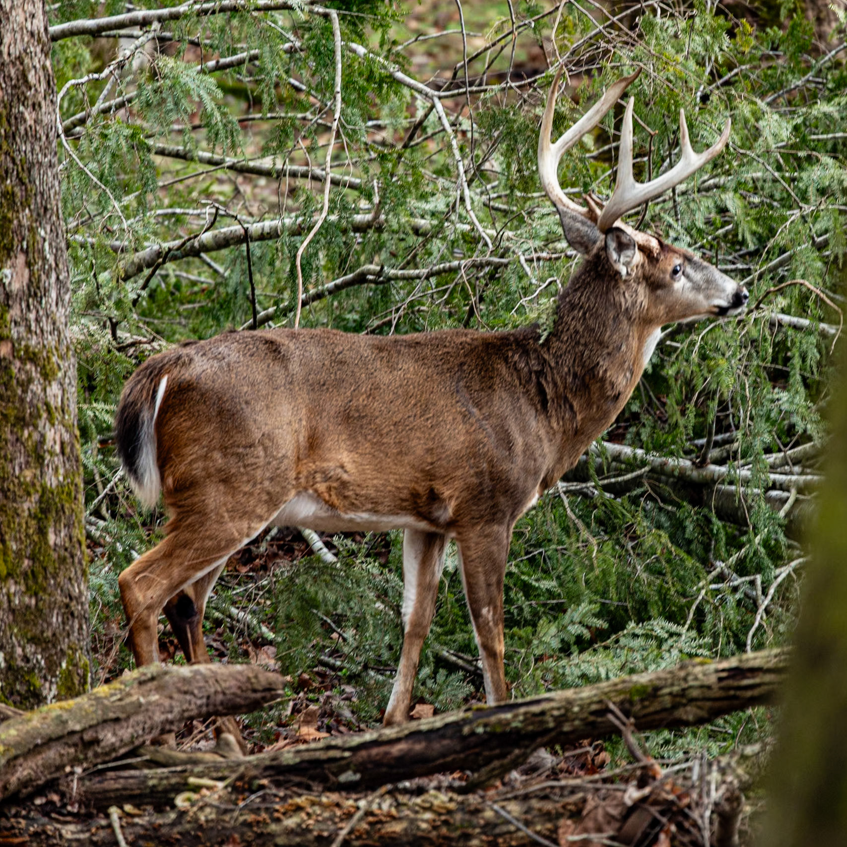 Deer in Cades Cove, Great Smoky Mountains National Park, January 7, 2024