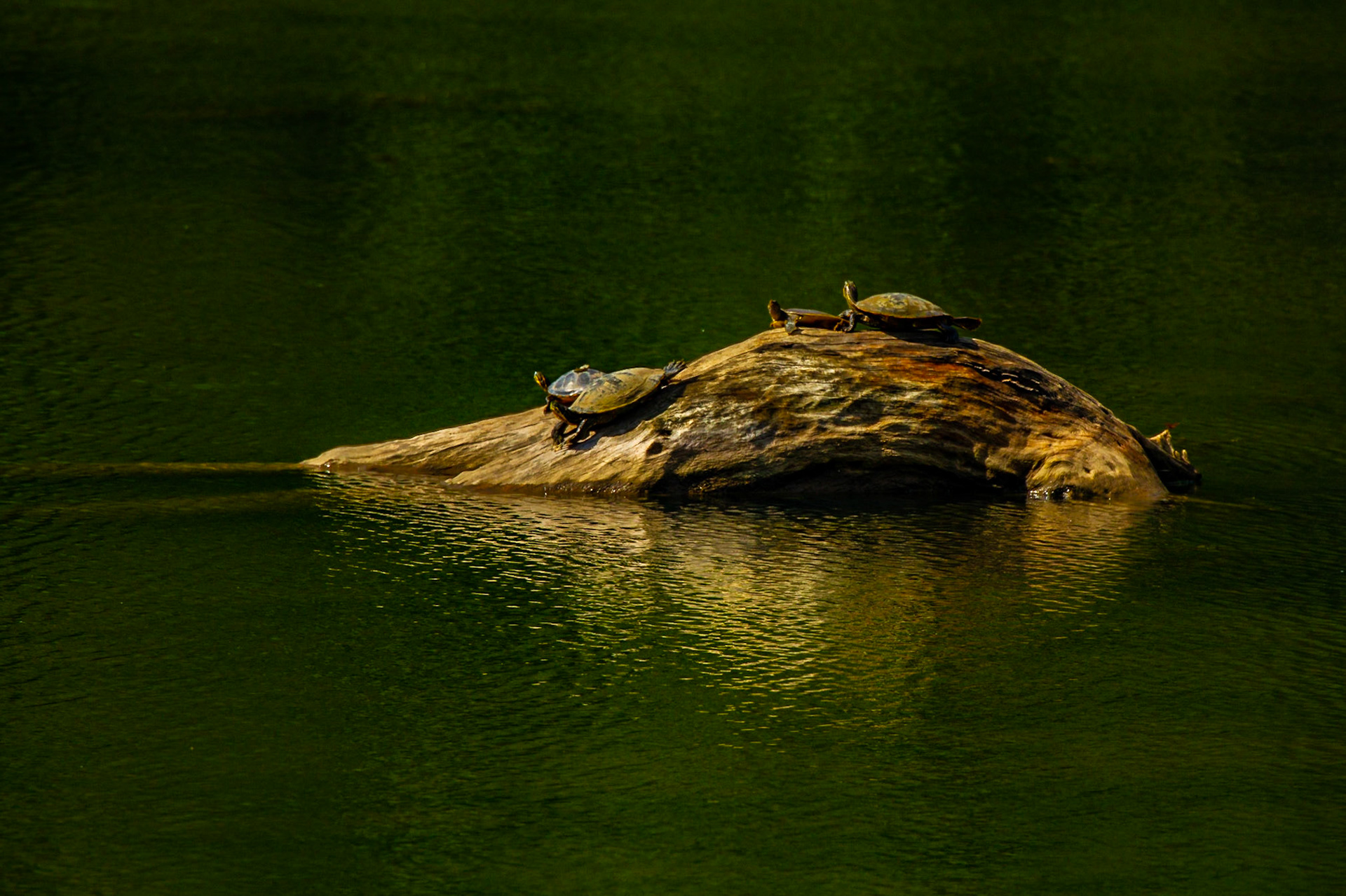Turtles at Hickory Creek Park