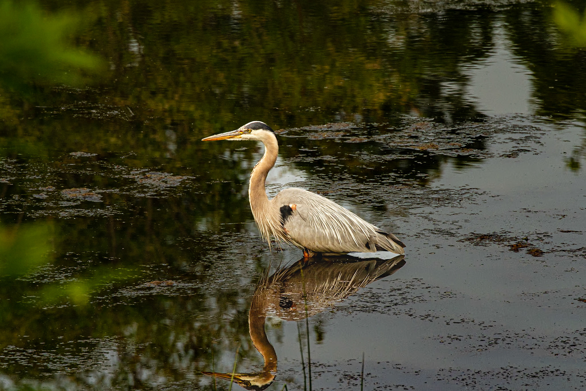 This guy was fishing in our neighborhood Friday May 26, 2023.