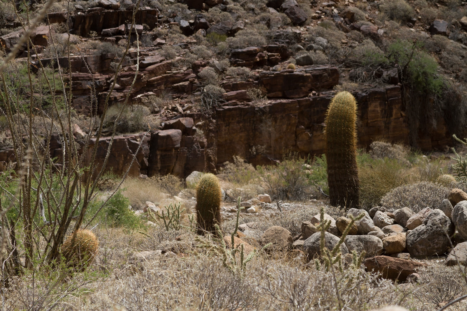 After the NAPFA Spring Conference in Las Vegas, I drove to Kingman for a night, followed by a trip into the Grand Canyon on the Hualapai Indian Reservation.  These images were taken along the Diamond Creek Road and at the Colorado River in the Grand Canyon