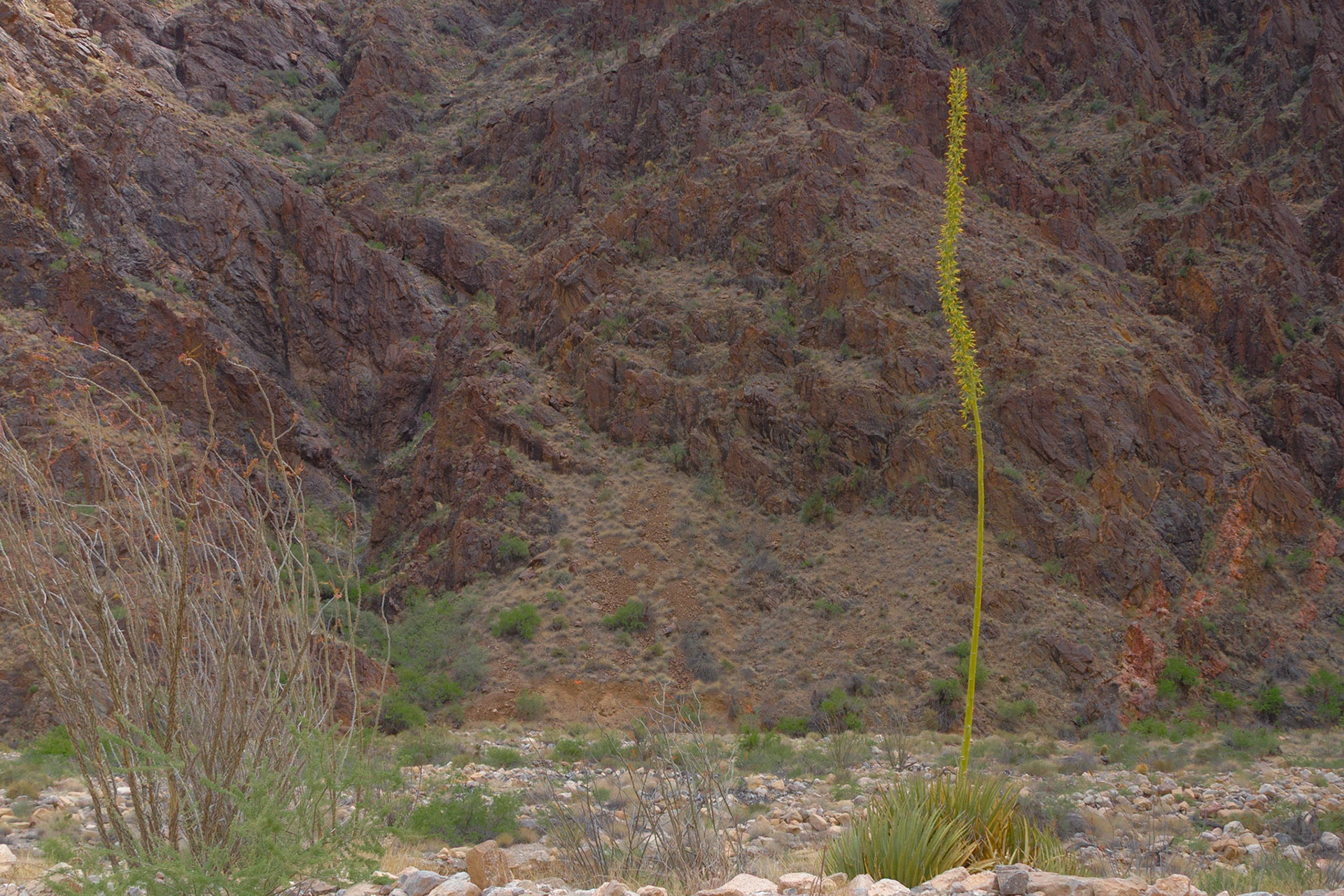 After the NAPFA Spring Conference in Las Vegas, I drove to Kingman for a night, followed by a trip into the Grand Canyon on the Hualapai Indian Reservation.  These images were taken along the Diamond Creek Road and at the Colorado River in the Grand Canyon