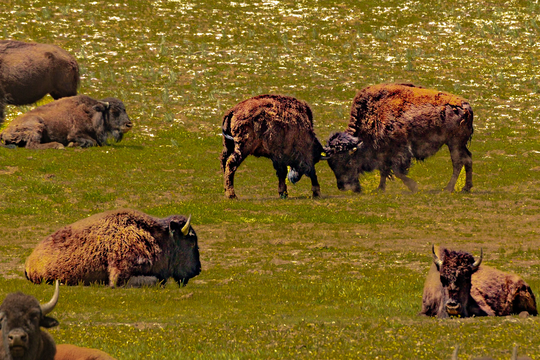 The Herd - North Rim, Grand Canyon National Park
