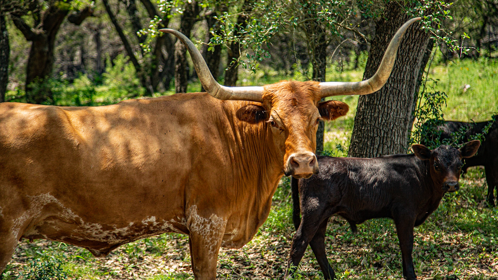 So, while we were getting our wine, they told us about this cow on the property, named Horny Red.  It seems she strays to neighboring fields.  We sat under the trees to talk, before searching for her.  About the time we finished the wine, she came to us.