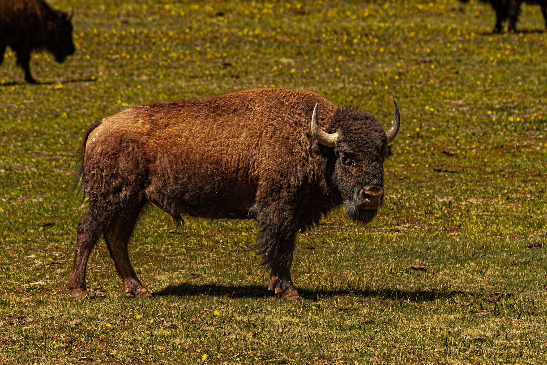 The Boss - North Rim, Grand Canyon National Park