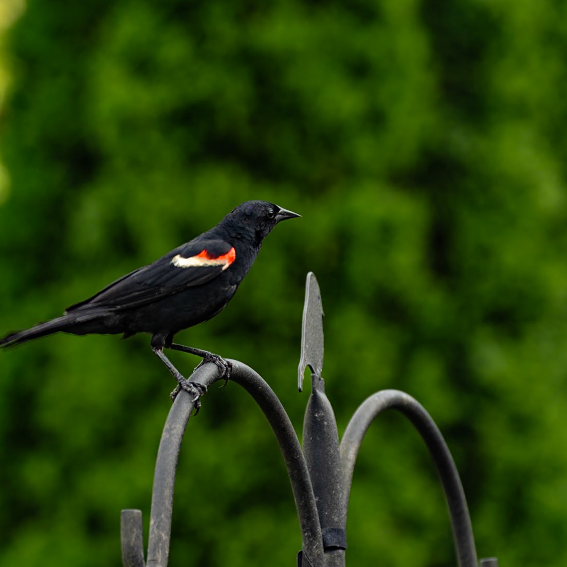 Red-winged Blackbird, June 25, 2023