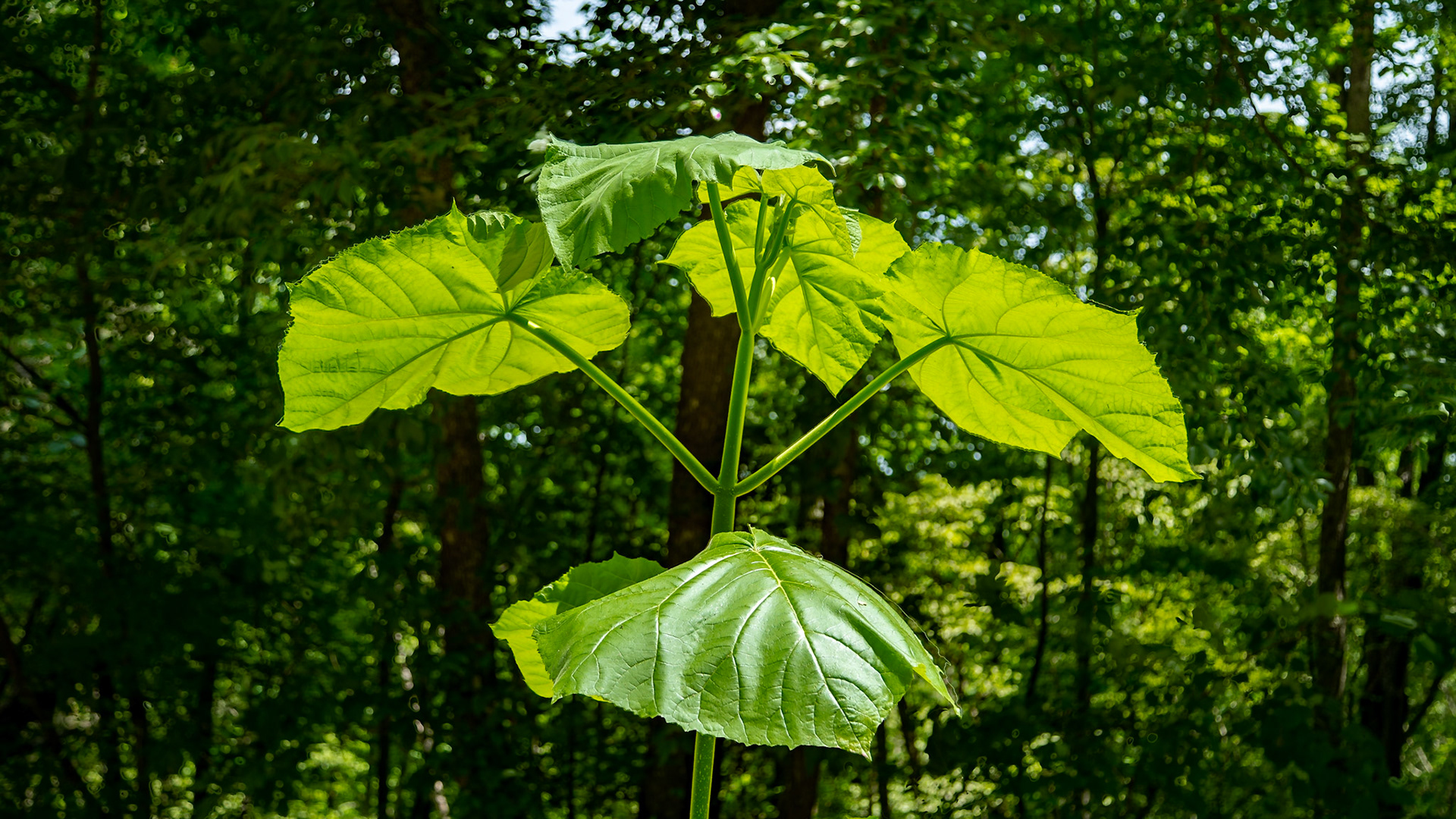 It was a great day in Chuck Swan Wildlife Management Area with Mark Lewis. On the way there, the old A.T. Cole Store was open.  We met a gentleman there who knew the Mark Lewis who was my father and Mark's grandfather.  We could mention others we both have known from my high school days. When I was a kid, this plant was called Elephant Ears.