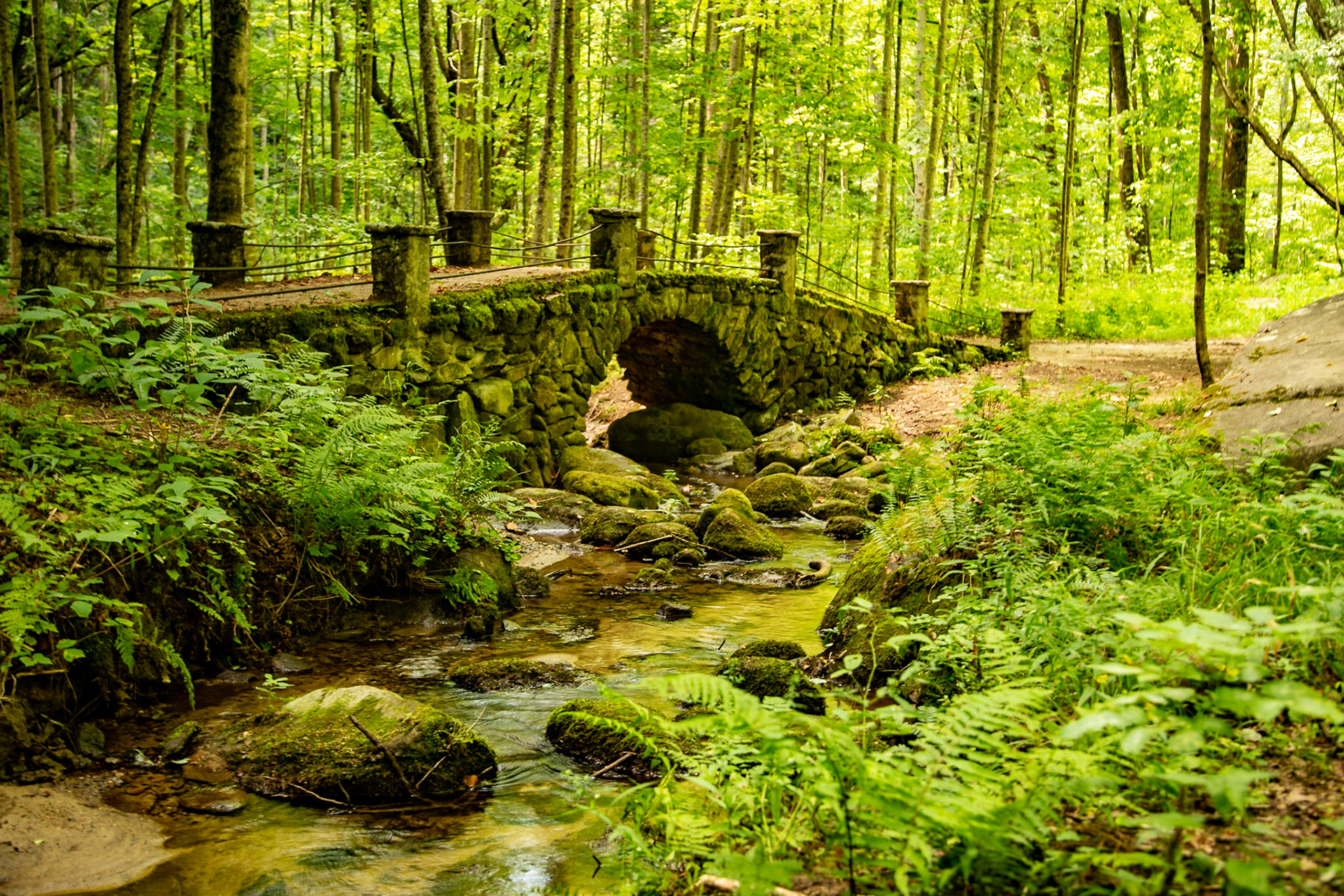 Troll Bridge and Ferns