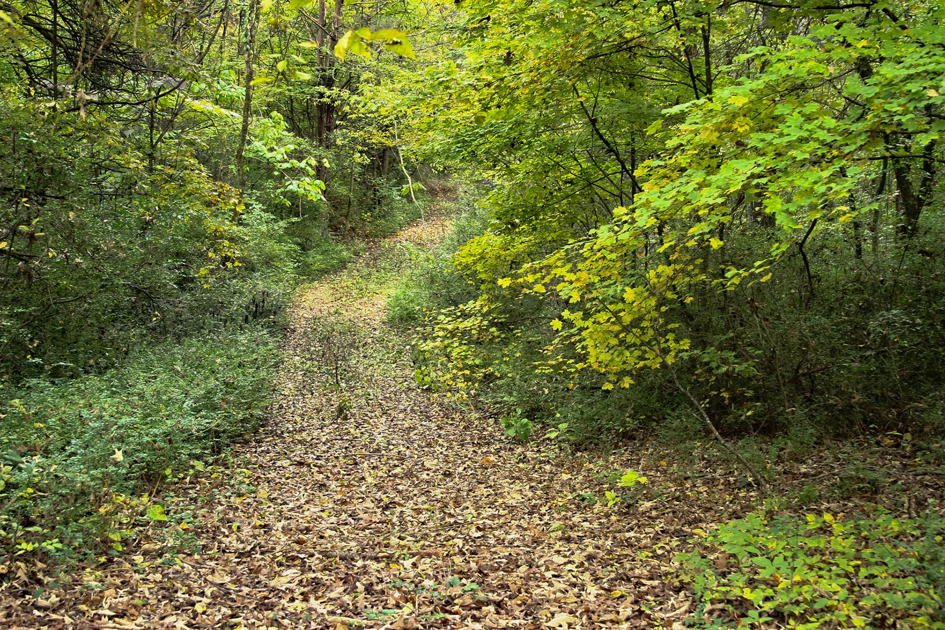 Sunday afternoon, my wife wanted to see some fall color.  We made it to Townsend, Tennessee for lunch at Timbers before the trip on Foothills Parkway to Chilhowee Lake.