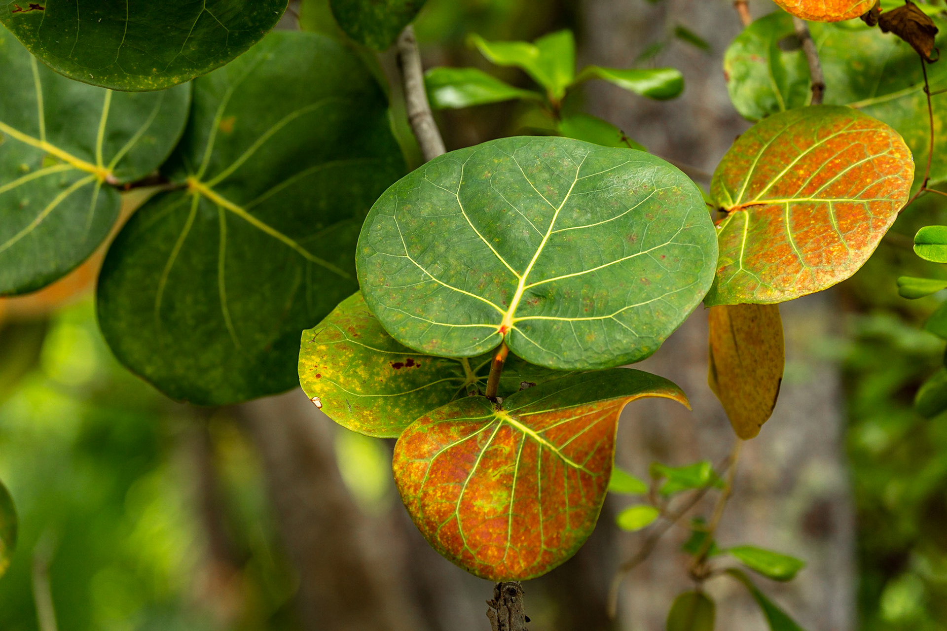 Key West Tropical Forest &amp; Botanical Garden