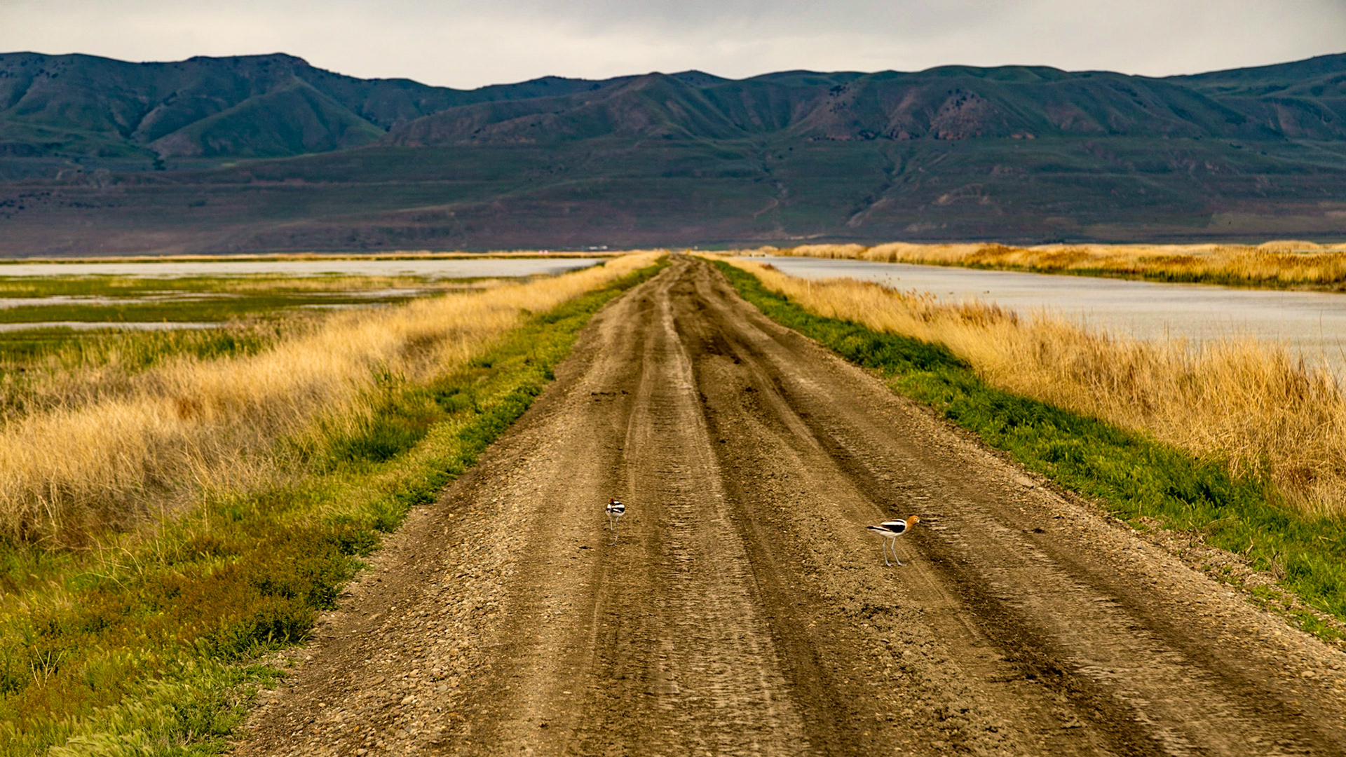 Bear River Migratory Bird Refuge