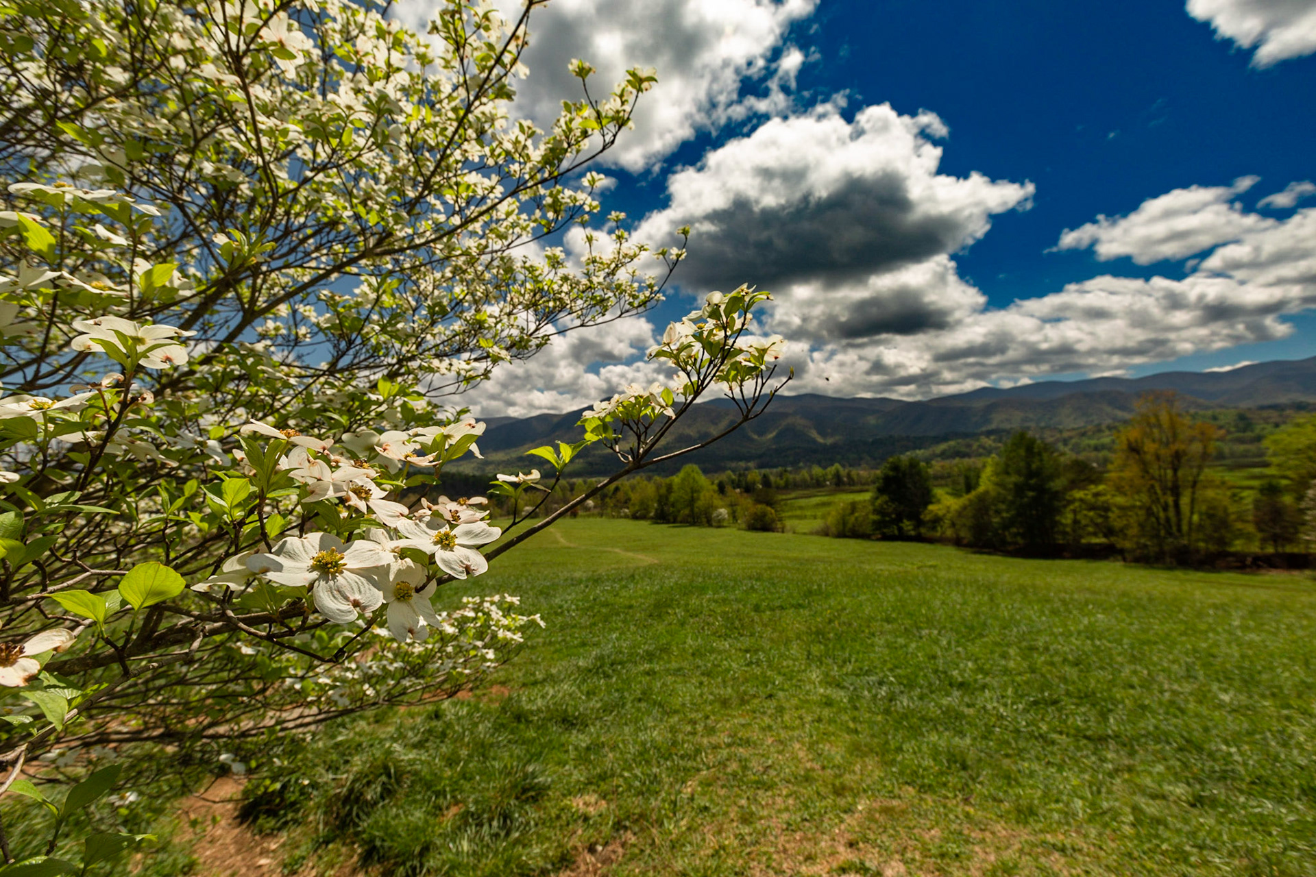 Dogwood Blossoms in Cades Cove, April 15, 2023