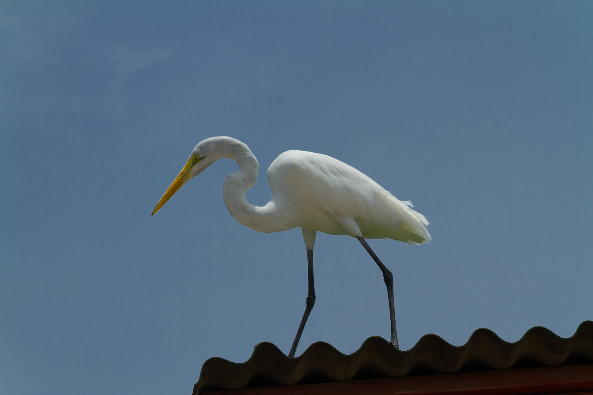 This guy was lurking above a family who were feeding sardines to pelicans. I didn't see it snatch one out of their hand, but he stayed poised for the chance quite a while.Of course, we had to spend a little time at the marina and boardwalk for Playa Ponce.  Lunch was a good reason to go there.