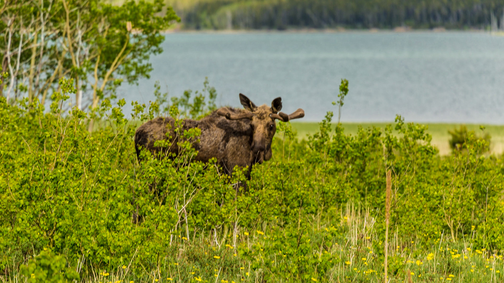 On the Many Glaciers Road, we came across “moose jam.” The road was full, with most people out of their cars. Trees and brush blocked good views of the moose. I realized I could walk the road and into the field a good distance from the moose. With a long lens, I could get my shots. Eventually, I was joined by several people, including Mark. One approached closer to the moose than he should. Instead of threatening, the moose laid down.