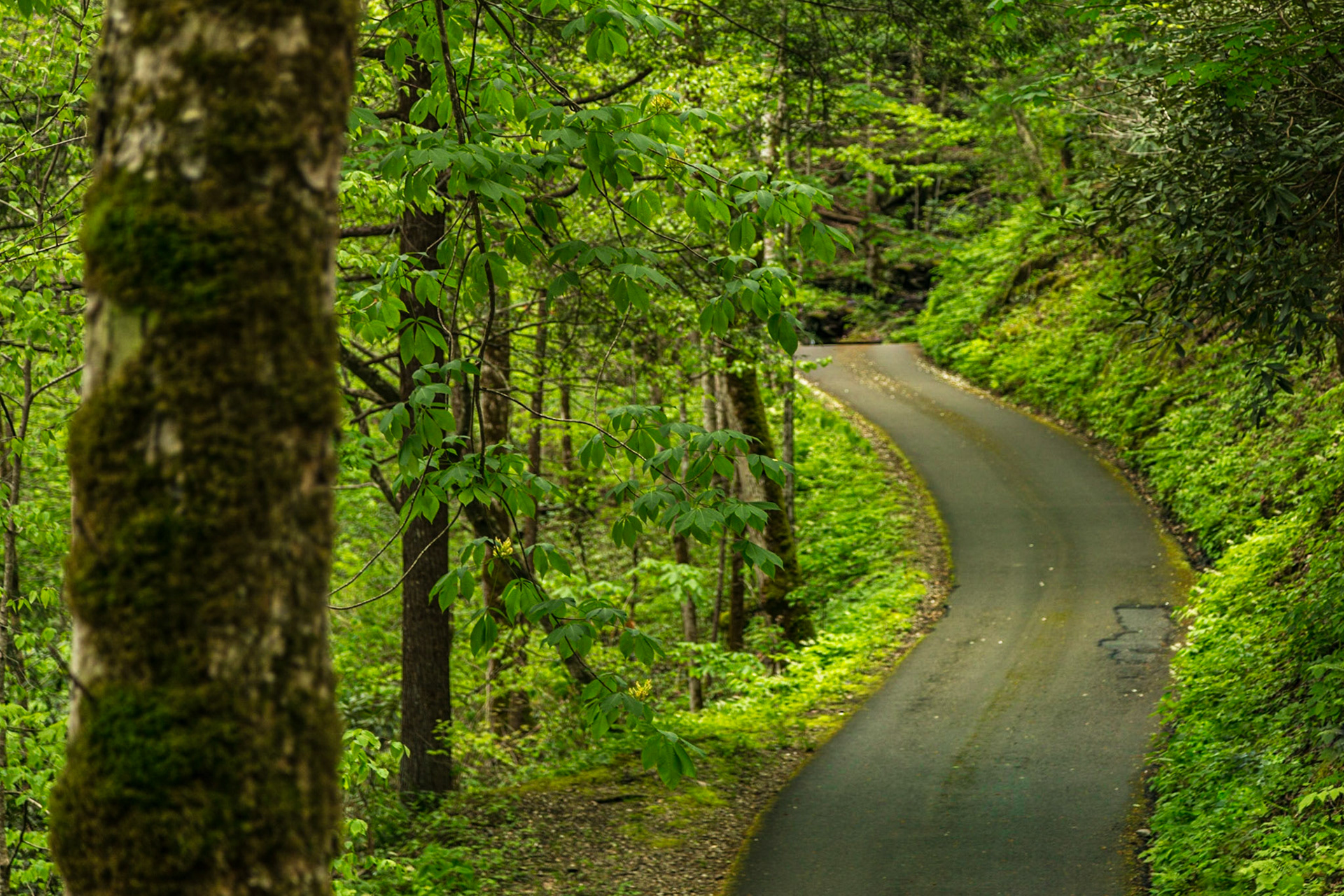 Roaring Fork Road, Gatlinburg, TN