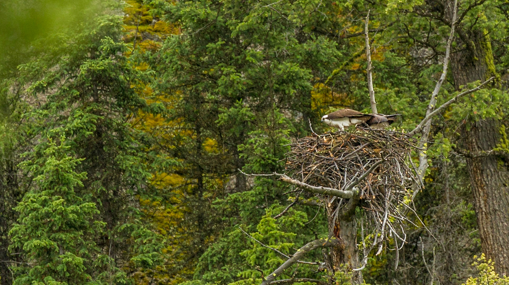 Lamar Valley Day in Yellowstone National Park
