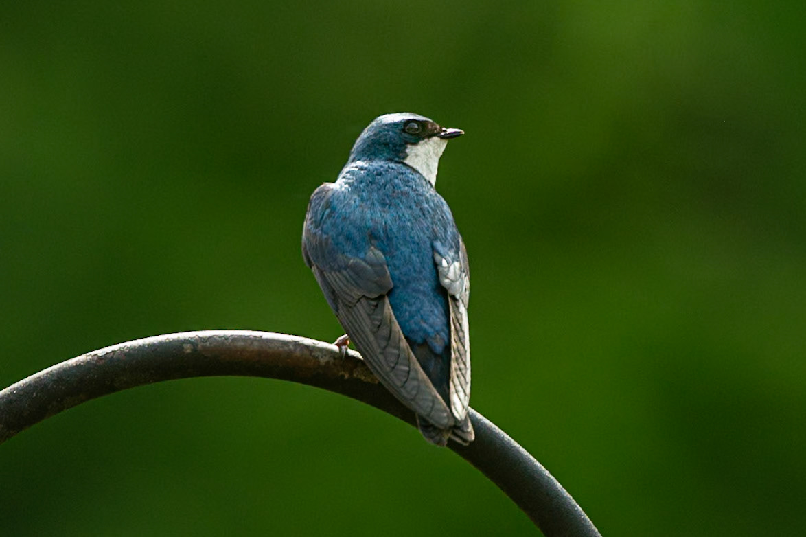 Tree Swallow May 2, 2025