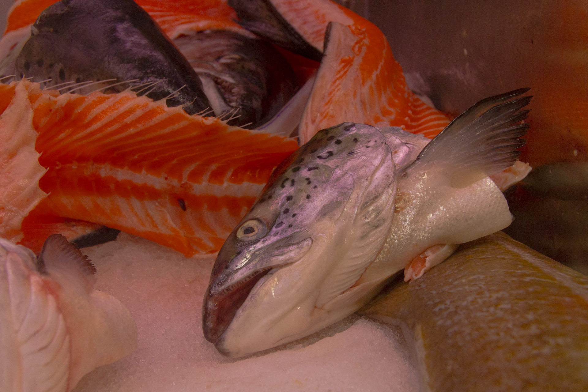 The day before the October 2013 NAPFA Board Meeting, I was in Philadelphia intending to shoot in Valley Forge National Park.  Because of a government shutdown, I spent the day walking the streets in downtown Philadelphia.