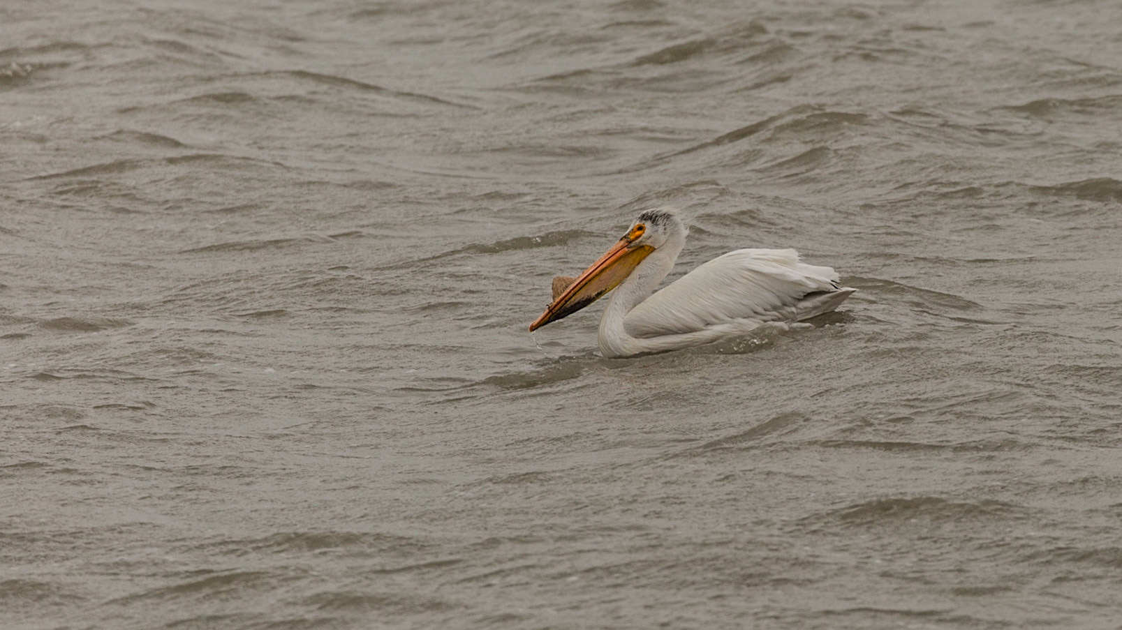 White Pelican