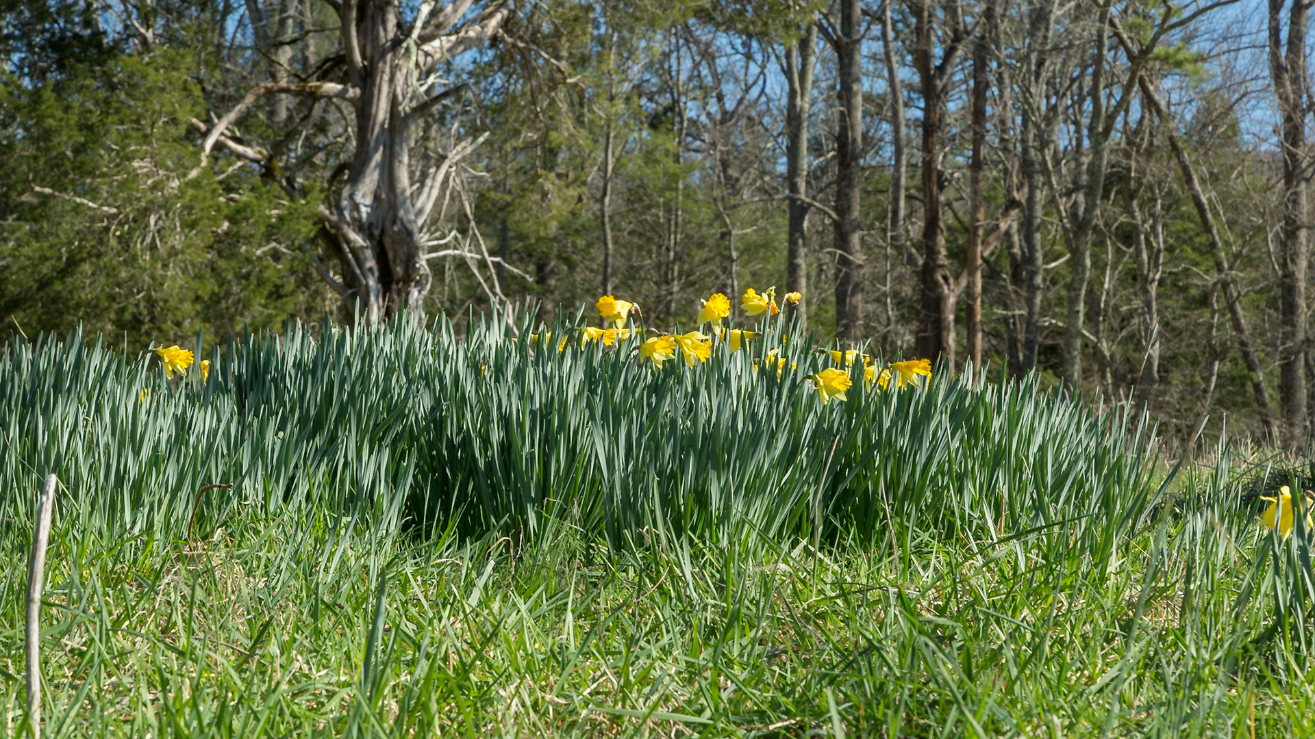 Cades Cove Saturday