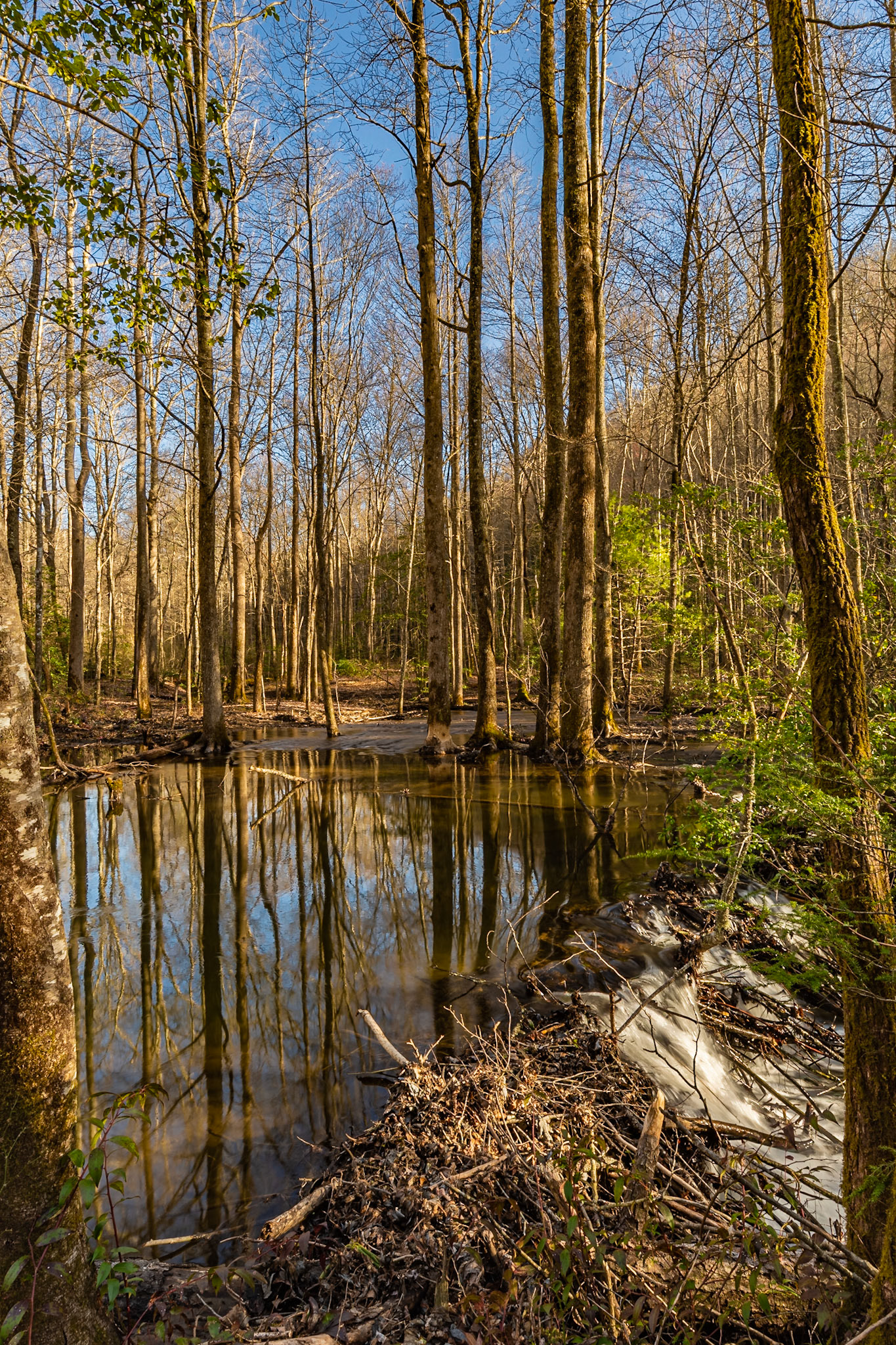 Beaver Dam and Pond, Bald River Road near Holly Flats, Cherokee National Forest, February 28, 2023