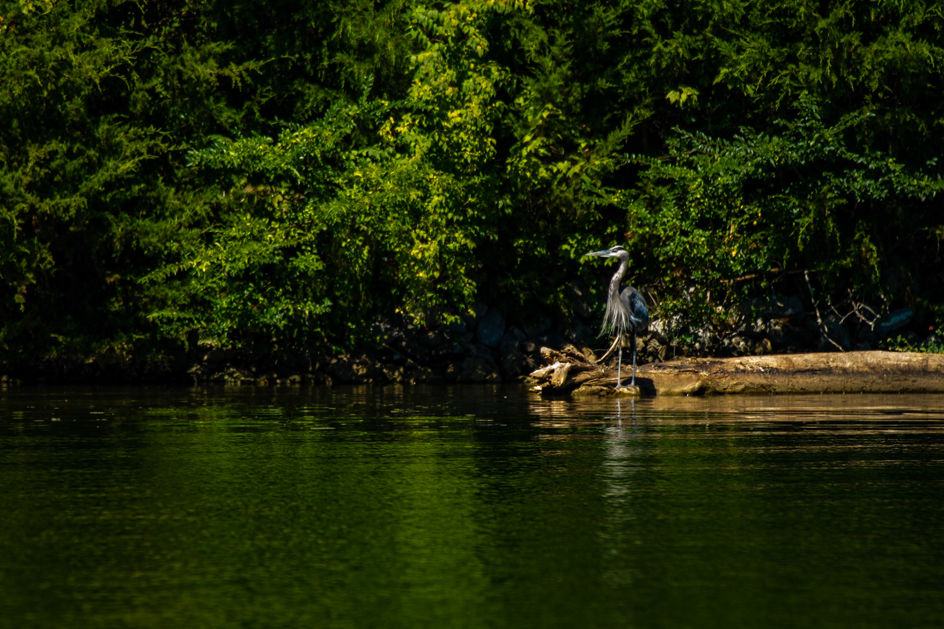 Cove Park Heron