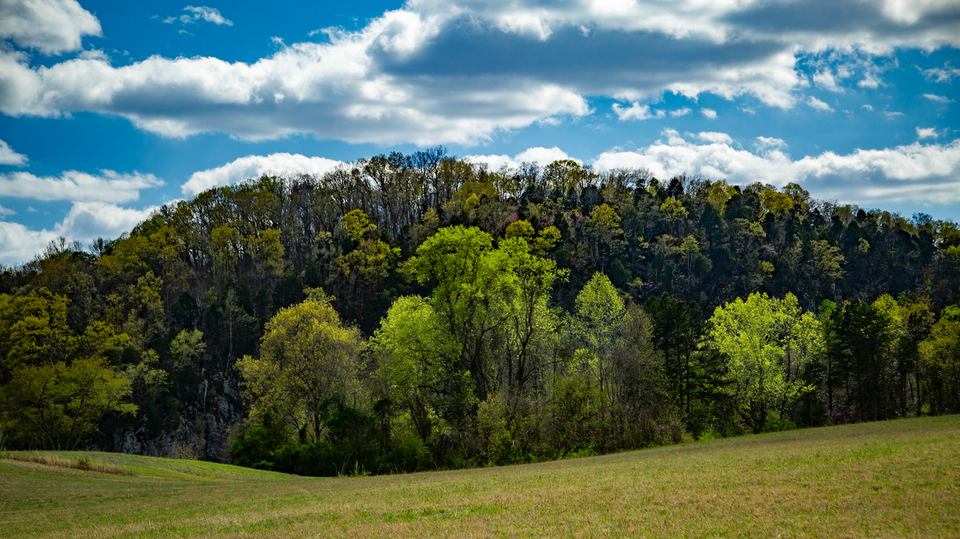 Spring at Melton HIll Park