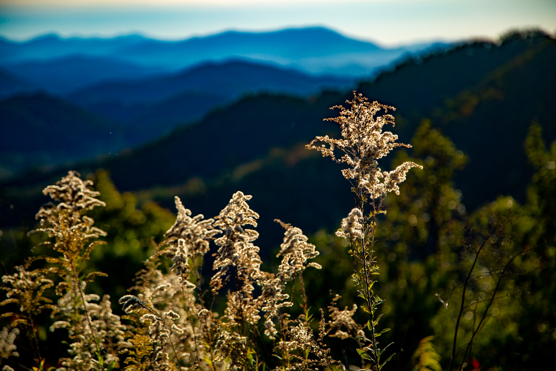 The Preserve at English Mountain
