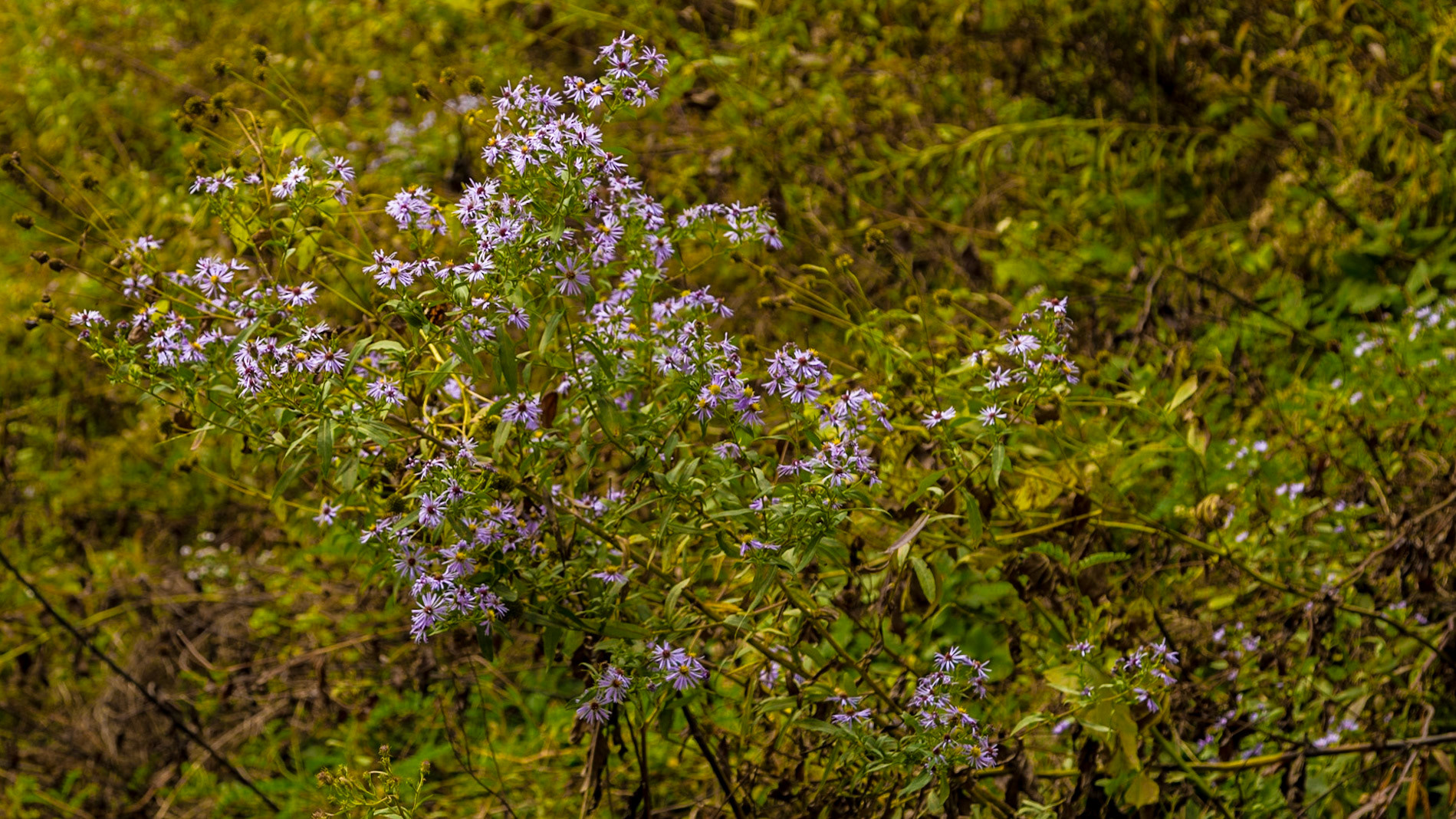 October 6, 2017 Christie was out of town for her forty-fifth high school class reunion.  I went on a drive for photography, just as fall color started to show.  It was a good day for this kind of trip, with good landscapes and a few vintage cars at First Baptist Church in Farragut, followed by the Cherohala Skyway and Fontana Dam.